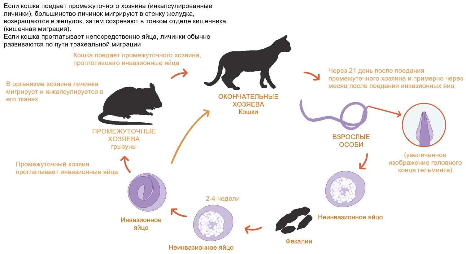 Промежуточного хозяина имеет. Жизненный цикл токсокары. Цикл развития токсокароза кошек. Токсокароз плотоядных симптомы. Токсокароз цикл развития.