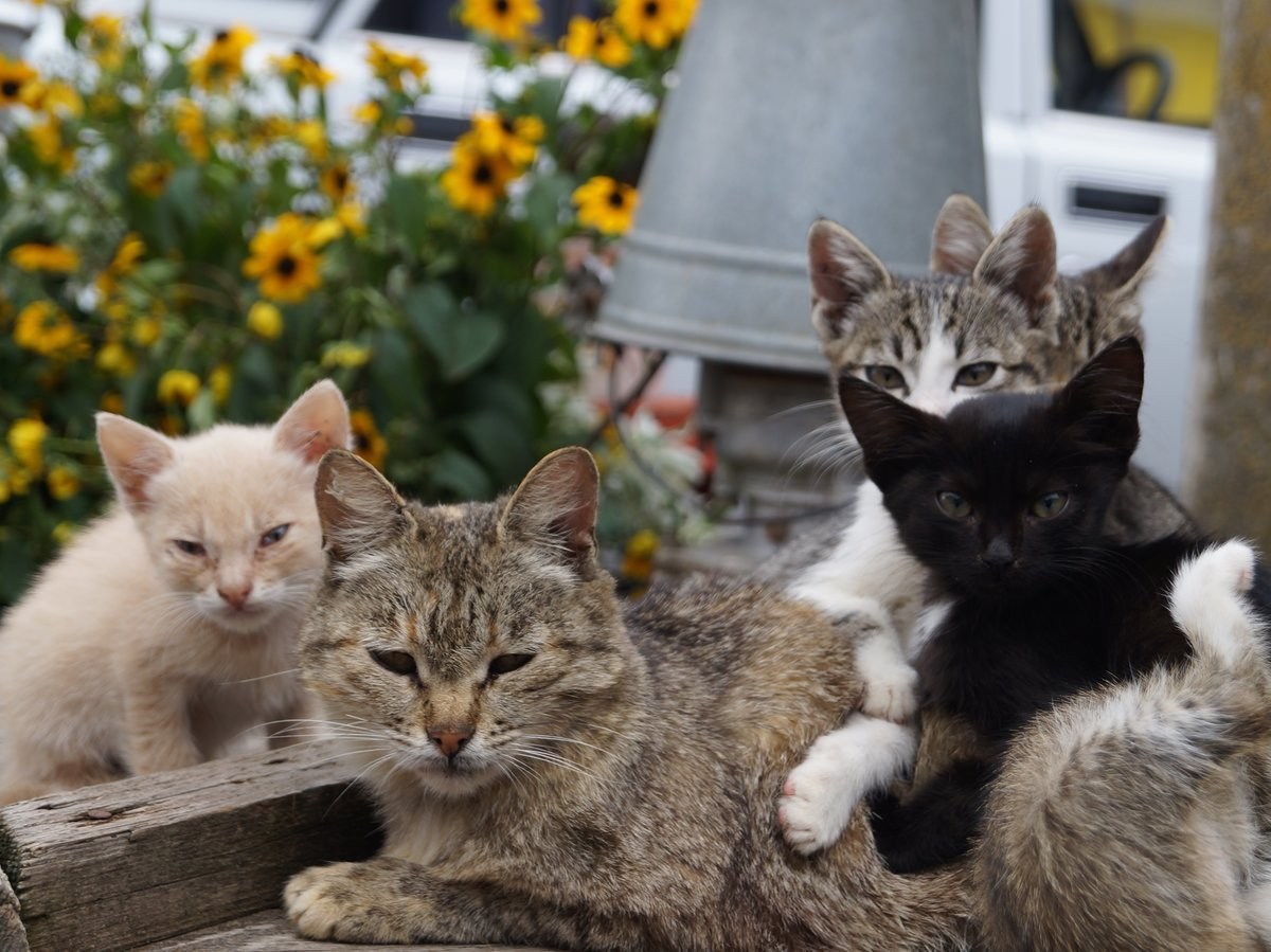 Фото семьи с кошкой