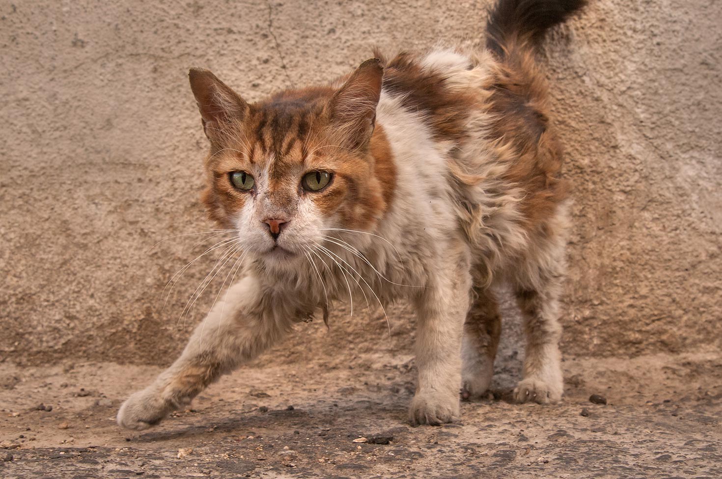 Уличный кот. Облезлый кот. Драная кошка. Грязный кот.