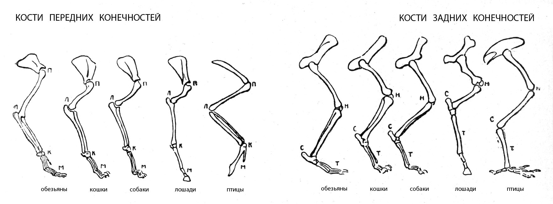 Шимпанзе передняя конечность. Строение скелета кошки задние лапы. Анатомия костей задней конечности собаки. Анатомия костей задних конечностей кошки. Грудная конечность собаки анатомия скелет.