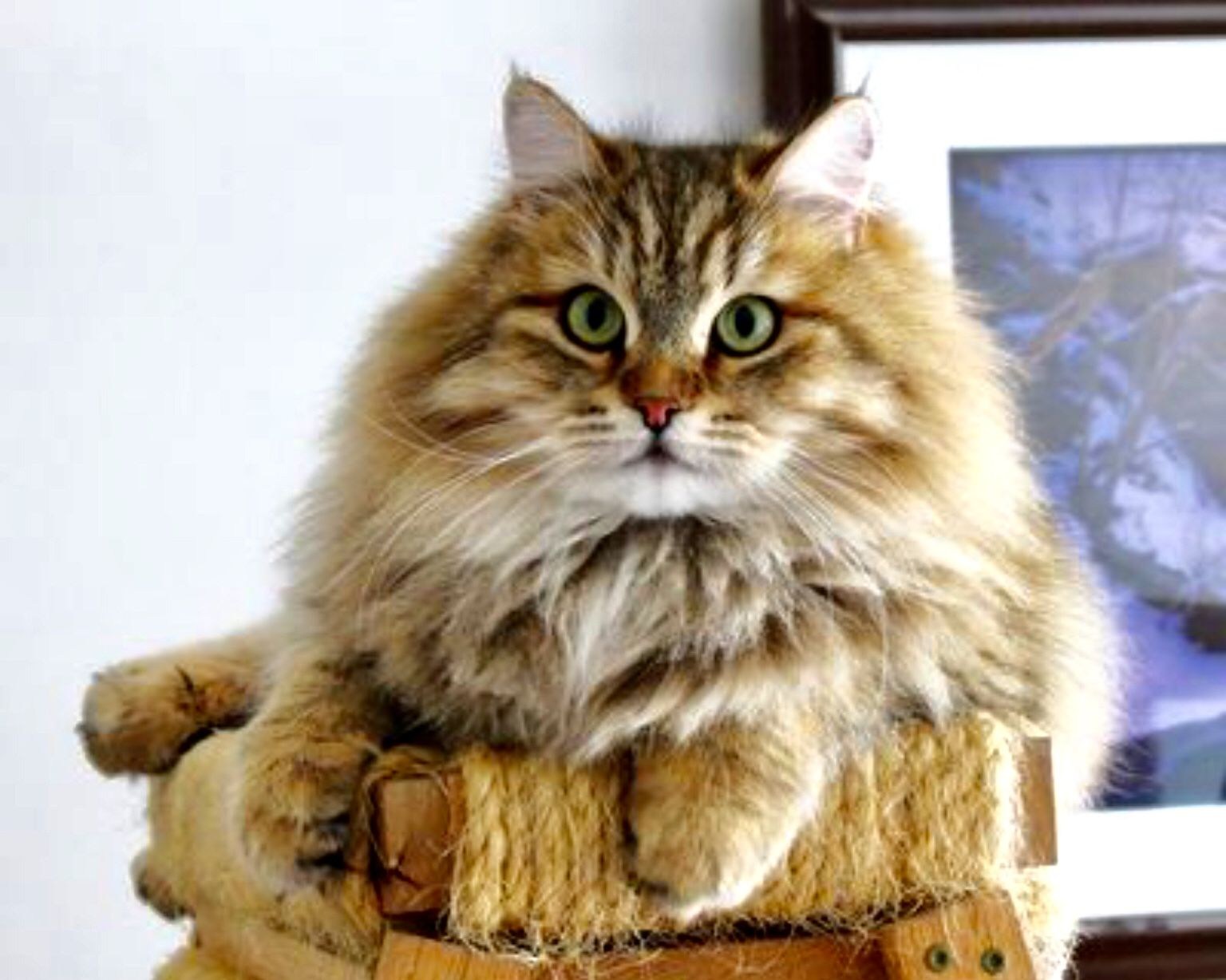 Сибирская кошка девочка