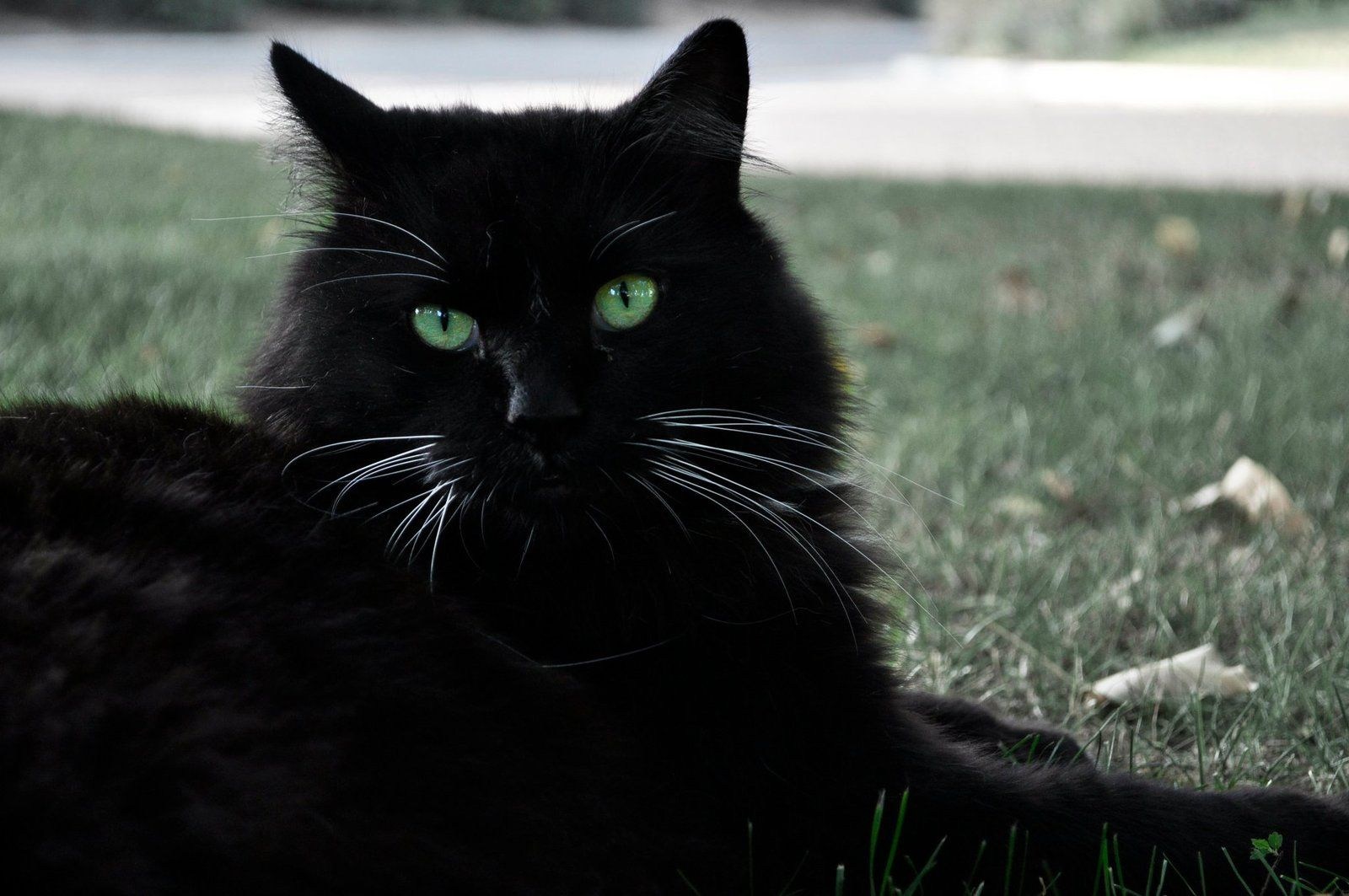 Черней черных картинки. Чёрный кот. Чёрный кот с зелёными глазами. Чёрные коты с зелёными глазами. Черная кошка с зелеными глазами.