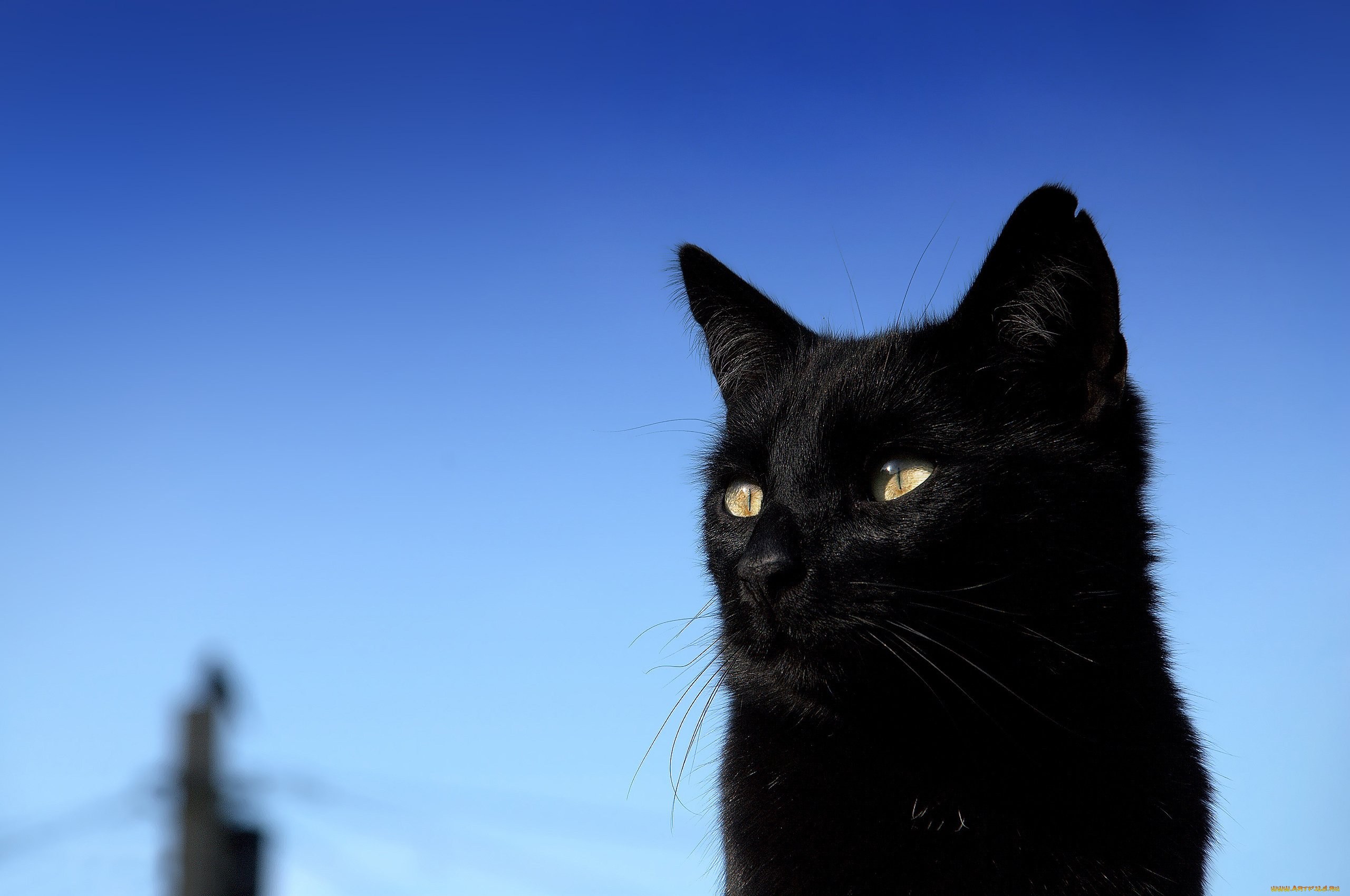 Черная картинка. Бомбейская кошка черно белая. Красивый черный кот. Обычная черная кошка. Красивая черная кошка.