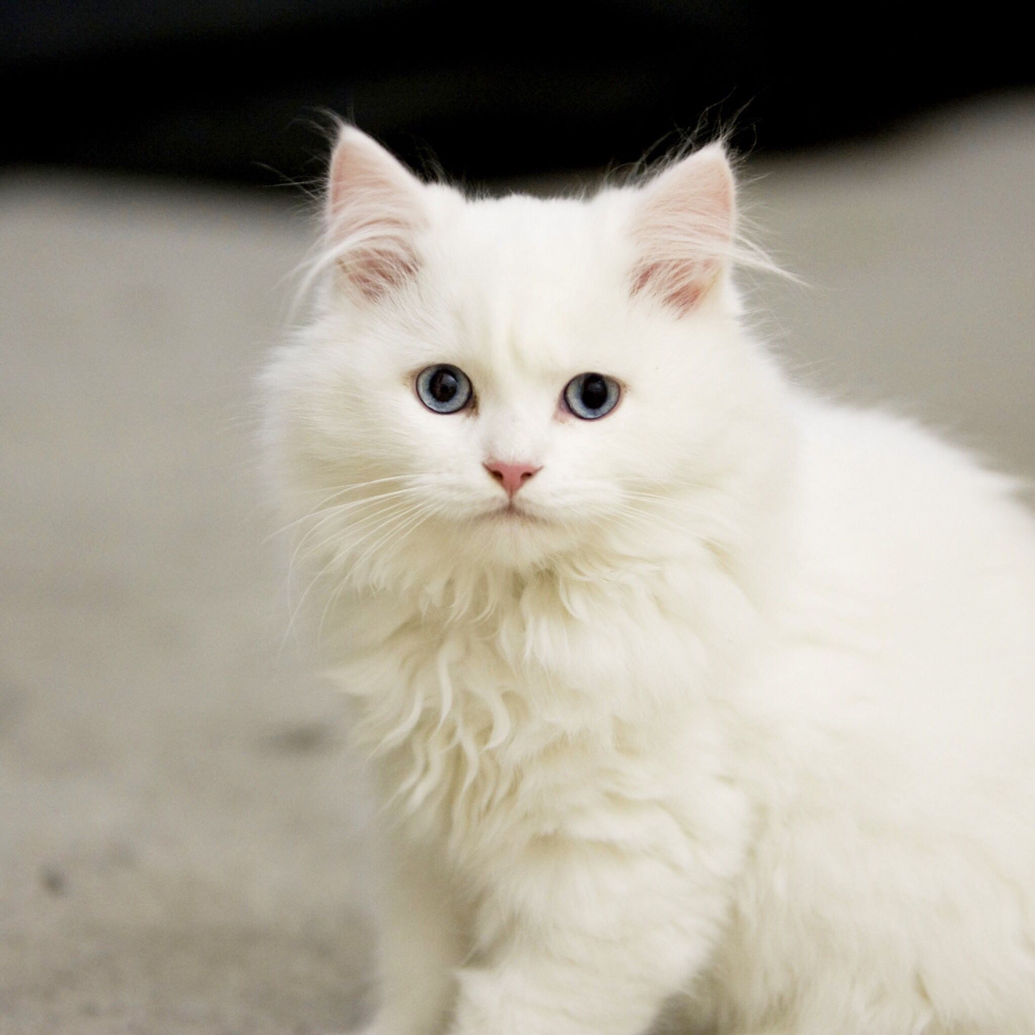 White kitten