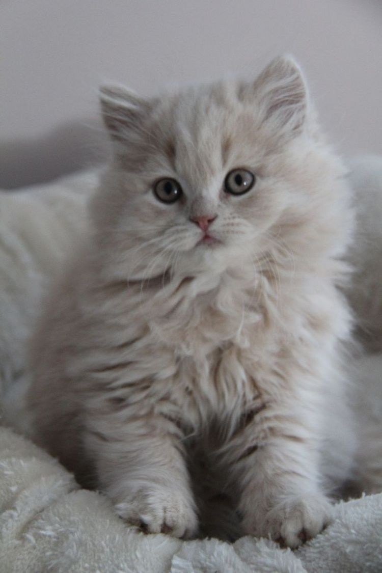 Сибирско Персидская кошка