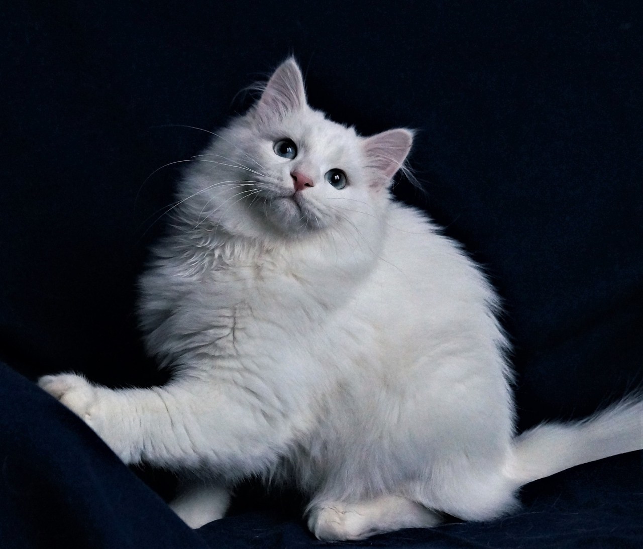 Толстый белый Сибирский кот