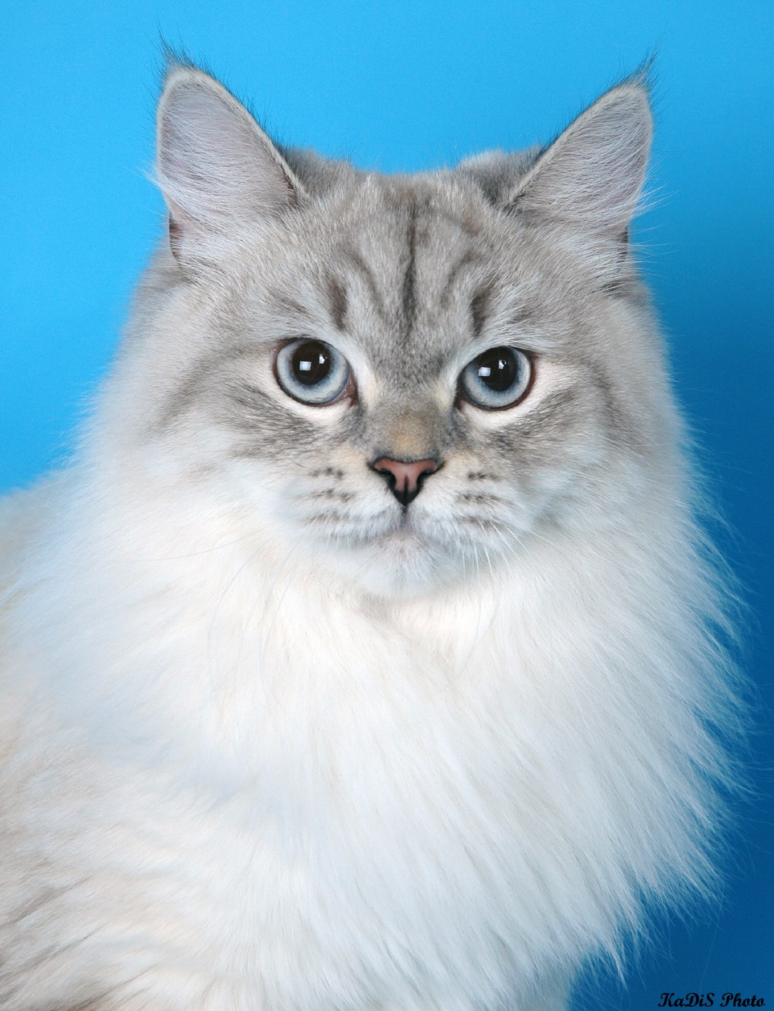 Сибирская кошка белая