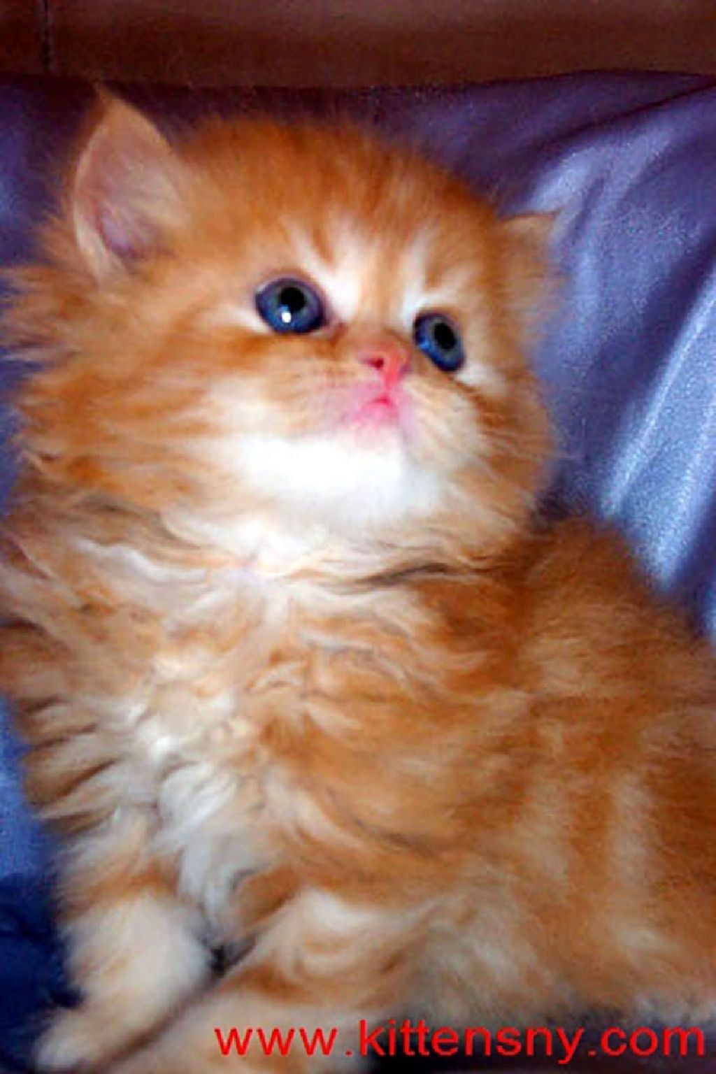 Рыжий пердский котёнок