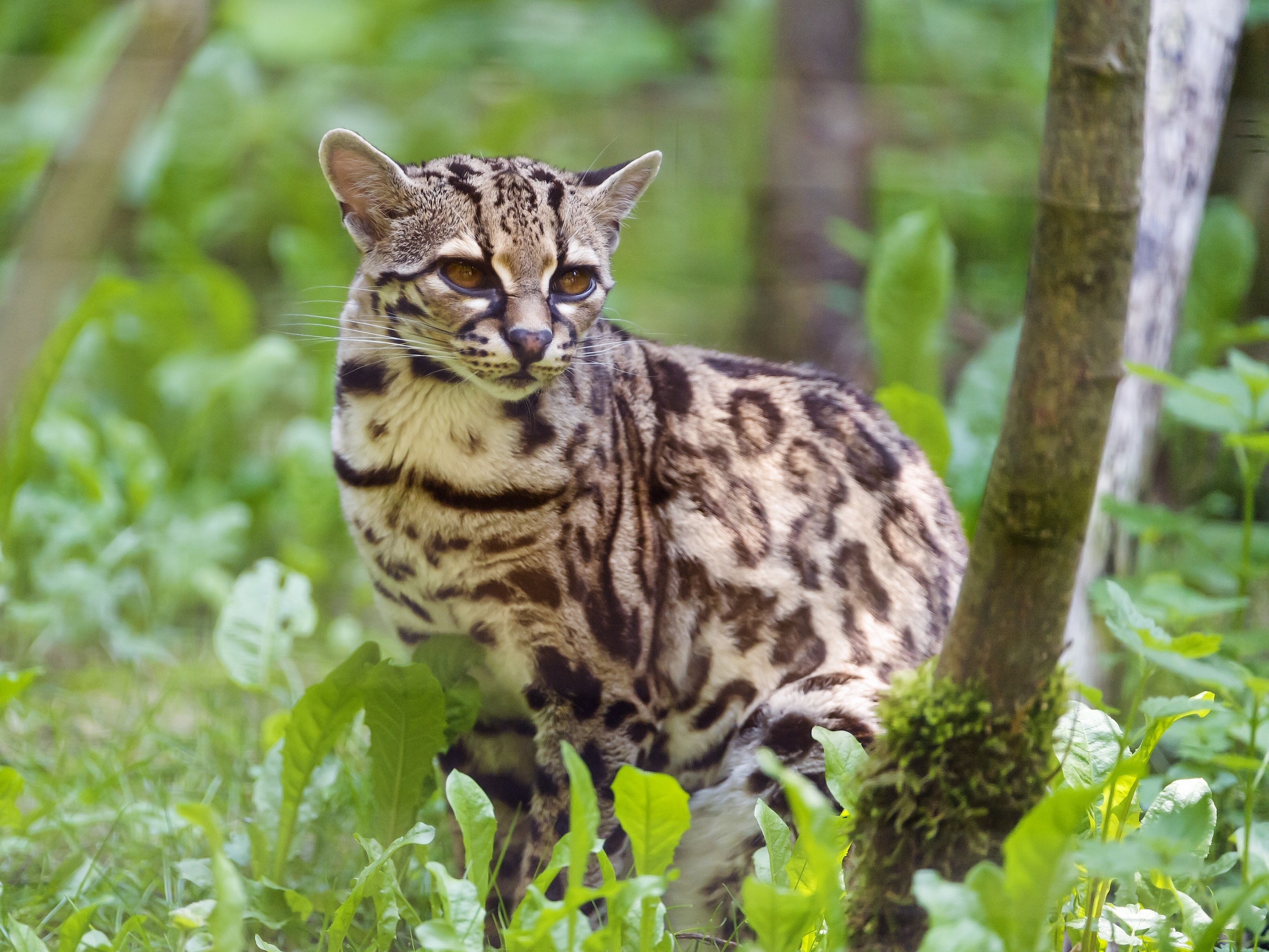 Оцелот (leopardus pardalis)