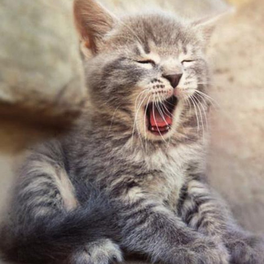 картинки зевающих котиков