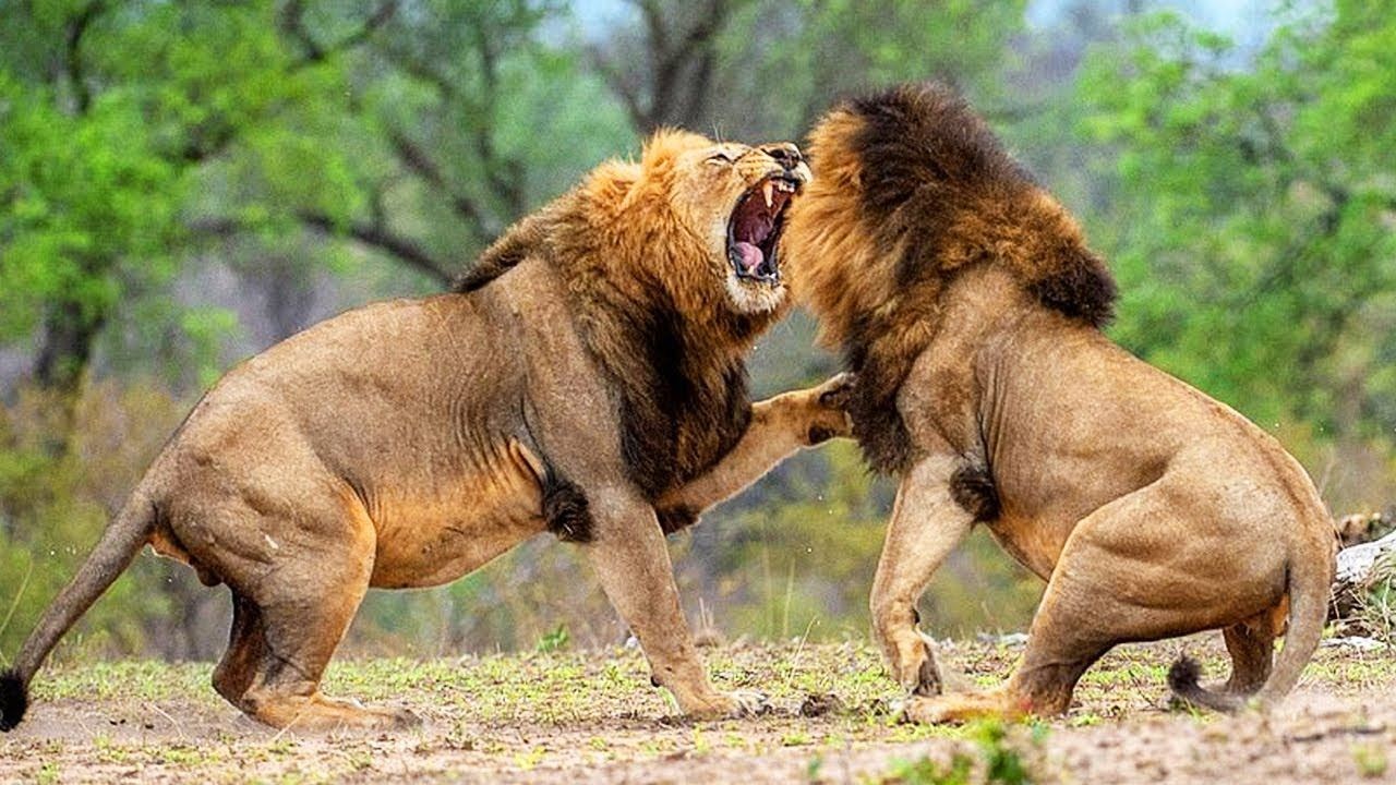 Лев против волка