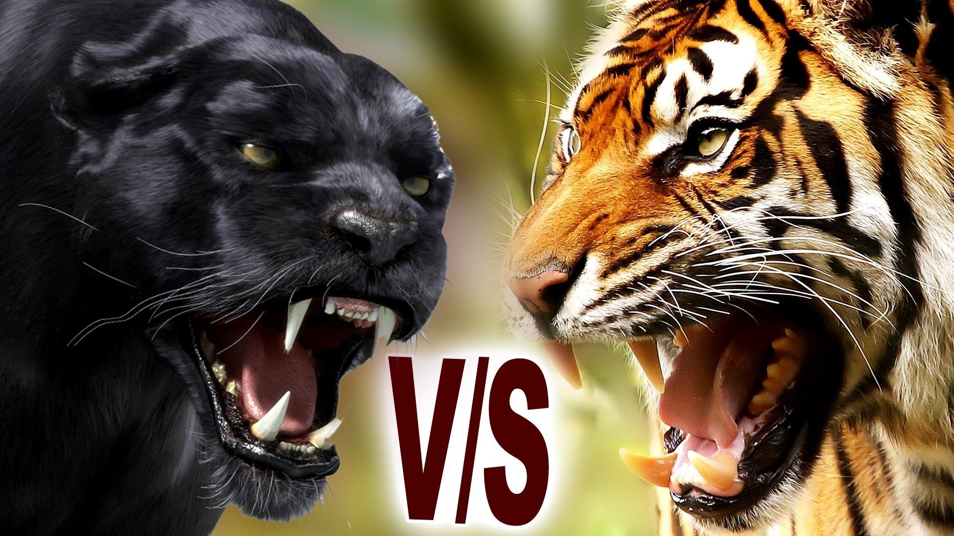 Ягуар vs тигр