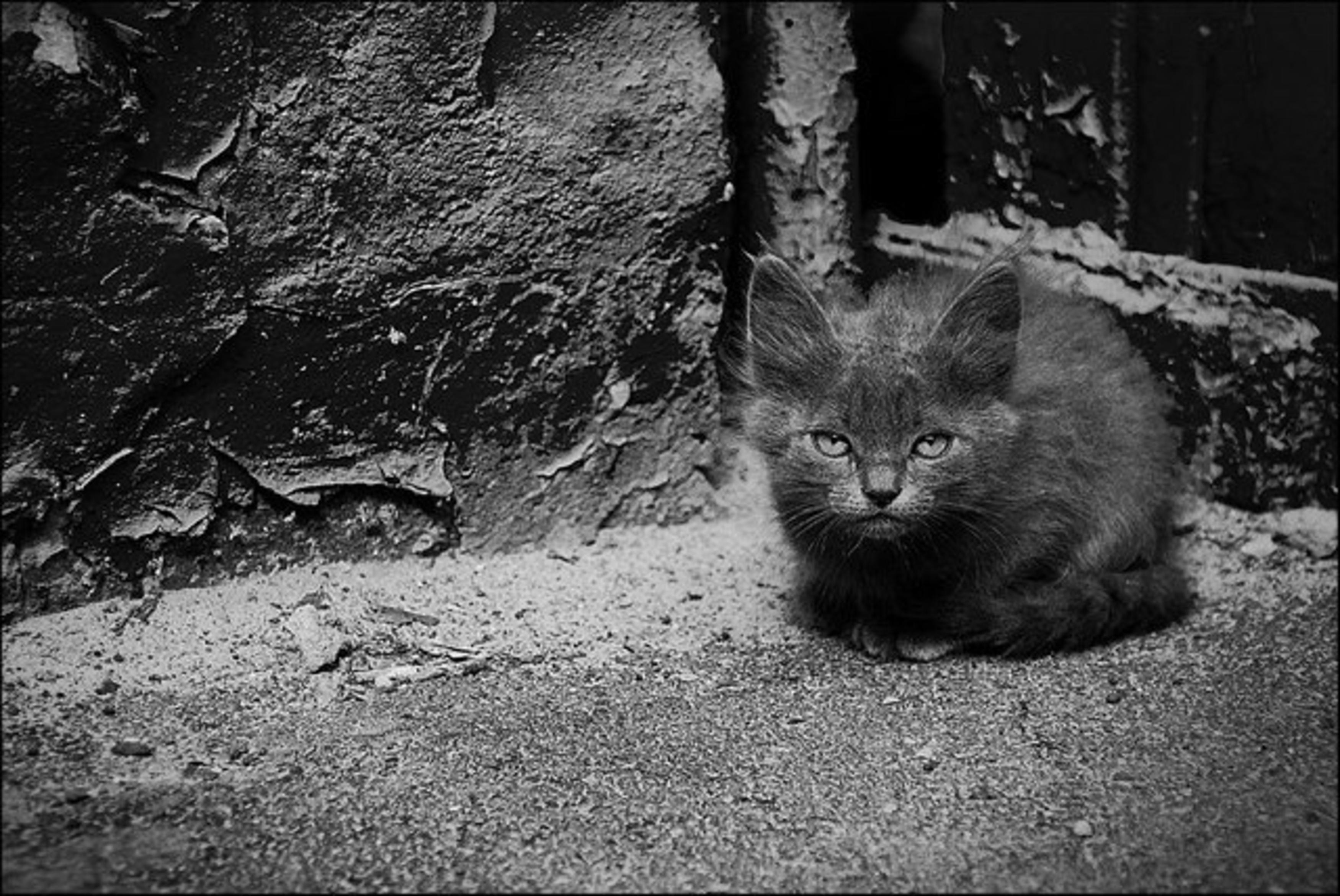 Серый Бездомный кот