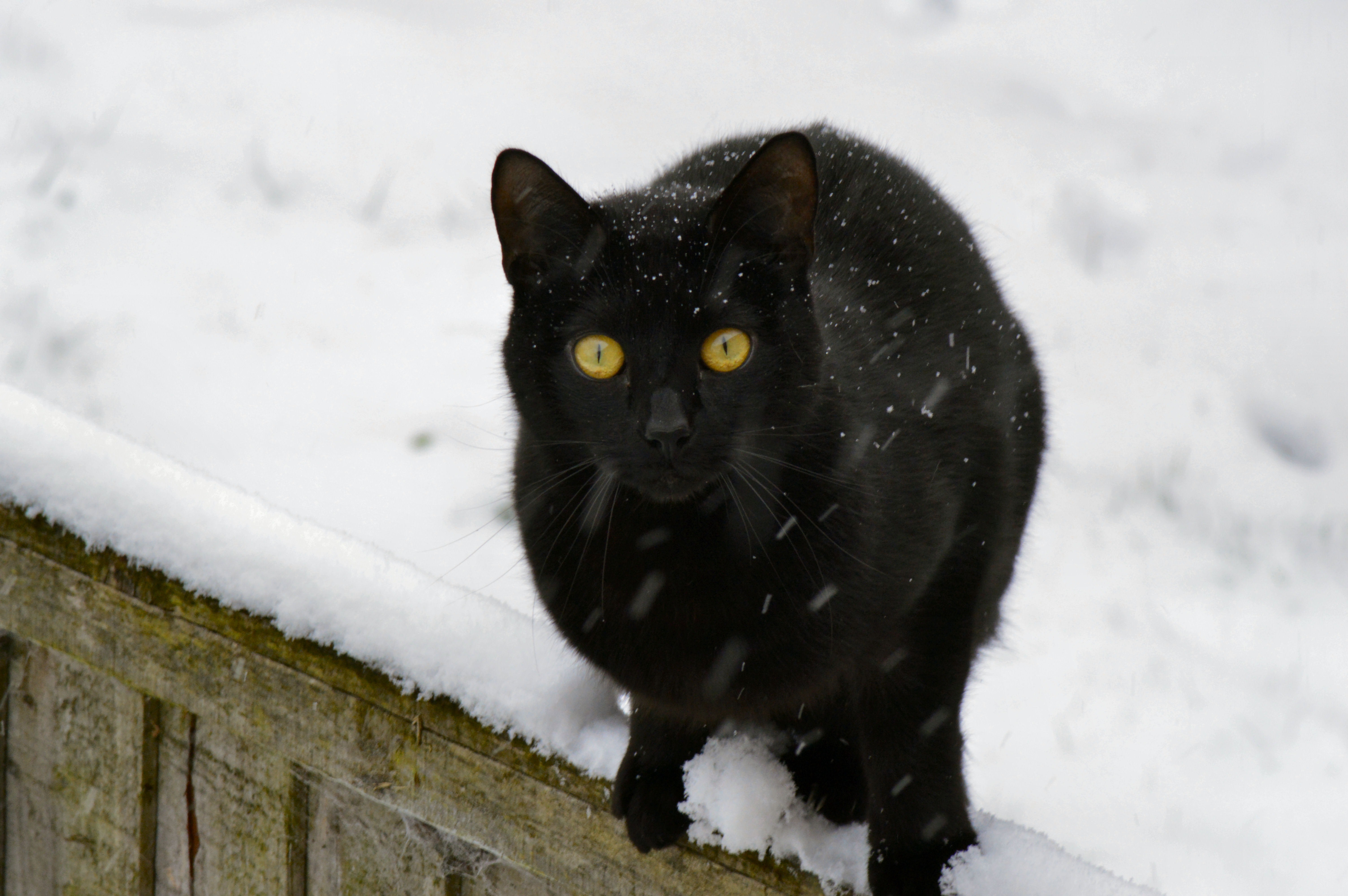 Про черного кота. Черный кот зимой. Черная кошка. Черная кошка с желтыми глазами. Зимние коты черные.