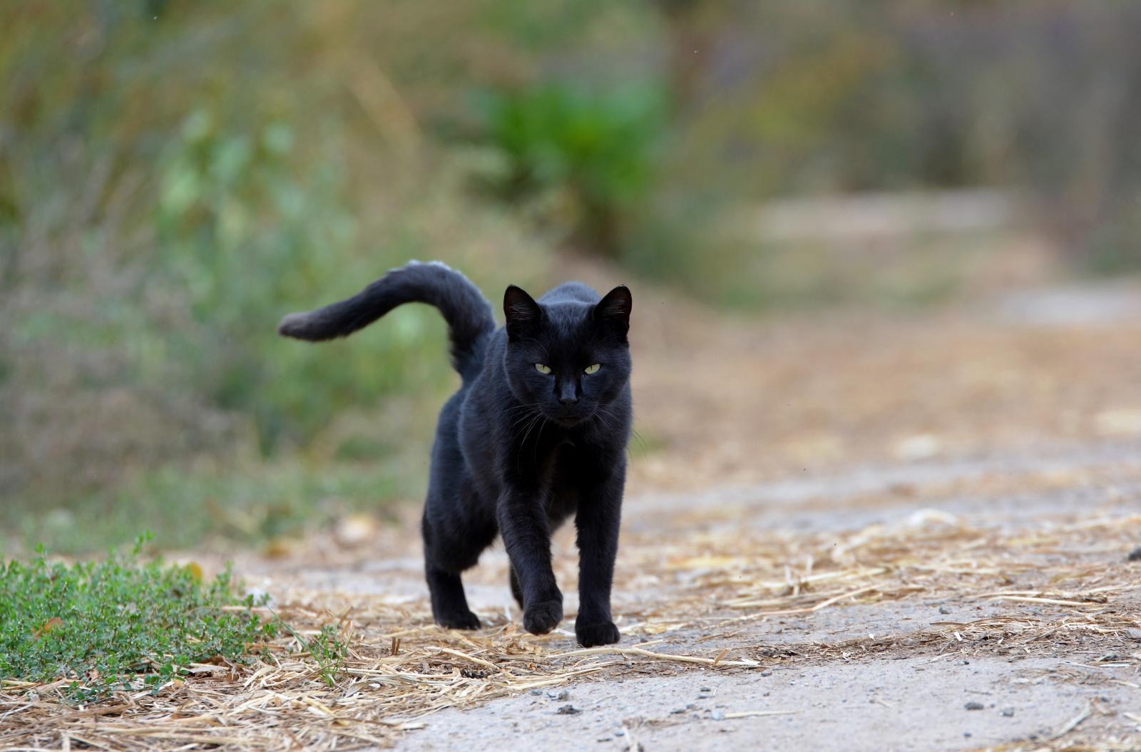 Black cat video. Черный кот идет. Черная кошка гуляет. Черная кошка крадется. Черная кошка на улице.