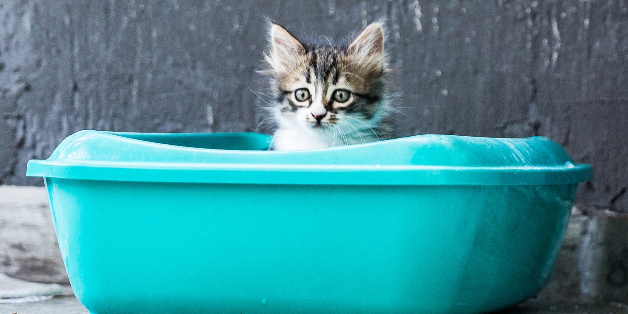 Как приучить кота к воде. Лоток для котят. Кот в лотке. Cat Litter.