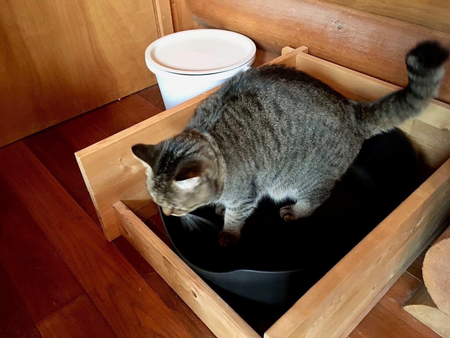 Как приучить кота к домику. Как приучить котёнка к лотку. Pets Toilet. Как приучить котёнка к лотку в квартире легко и быстро.