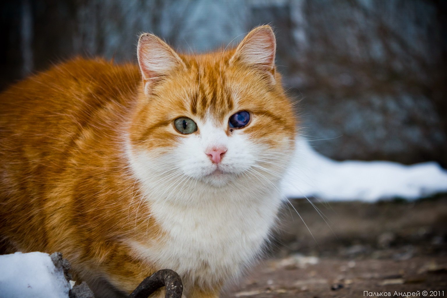 Белая кошка с рыжими глазами. Рыжая кошка. Рыже белый котенок. Рыже белая кошка. Рыжий кот с белой грудкой.