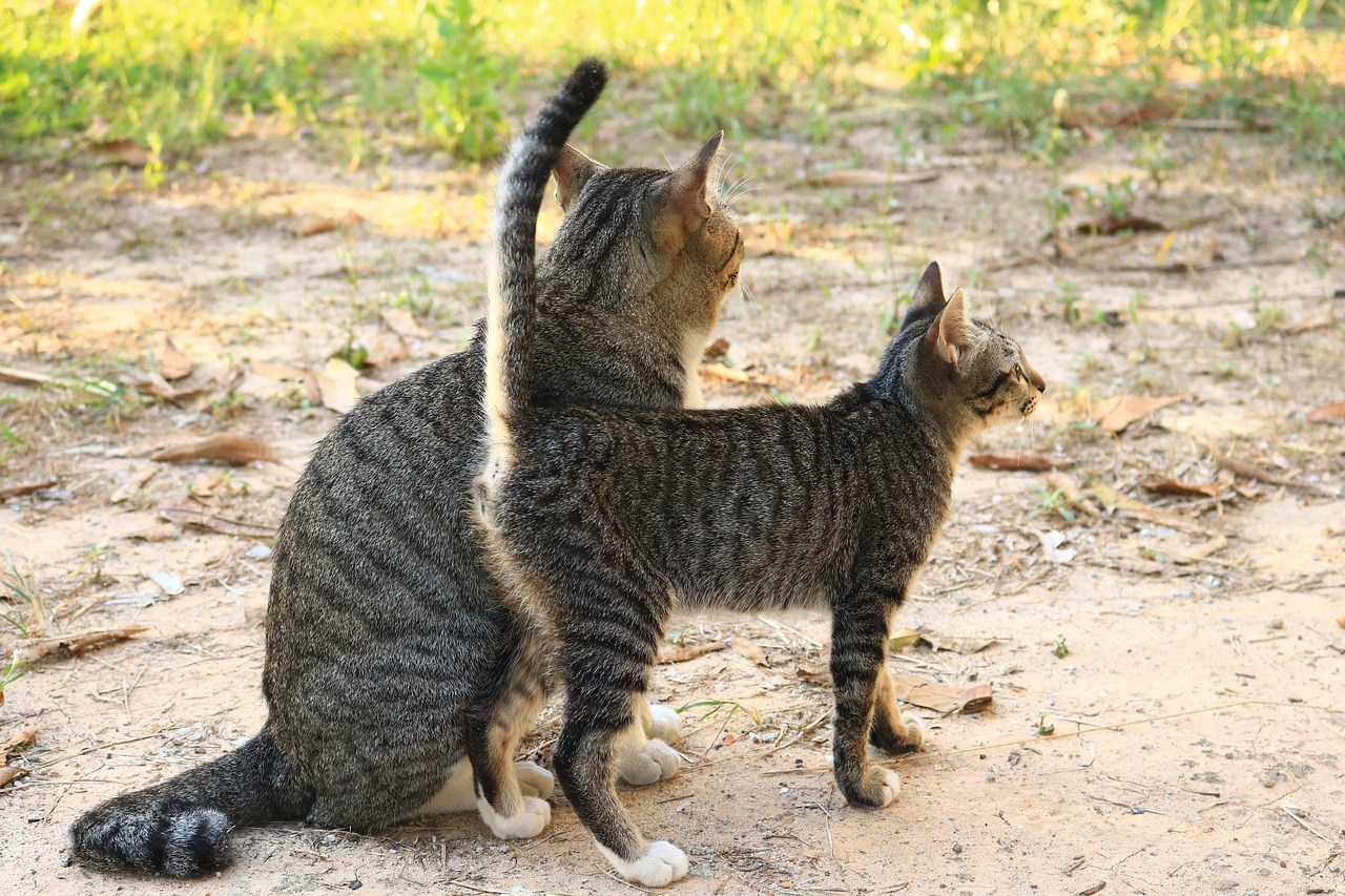 Кот хвост трубой фото