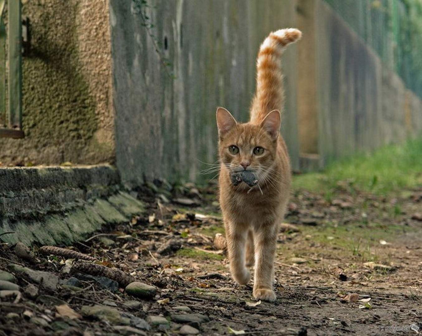 Кот хвост трубой фото