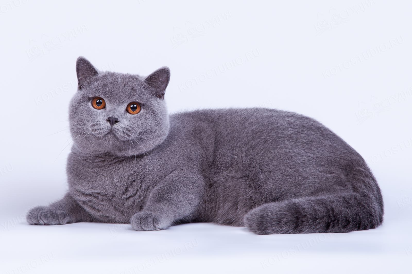 Фотографии кошки британской породы