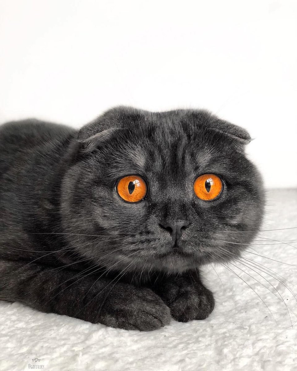 Черный шотландский вислоухий кот (Много фото) - oboyplus.ru
