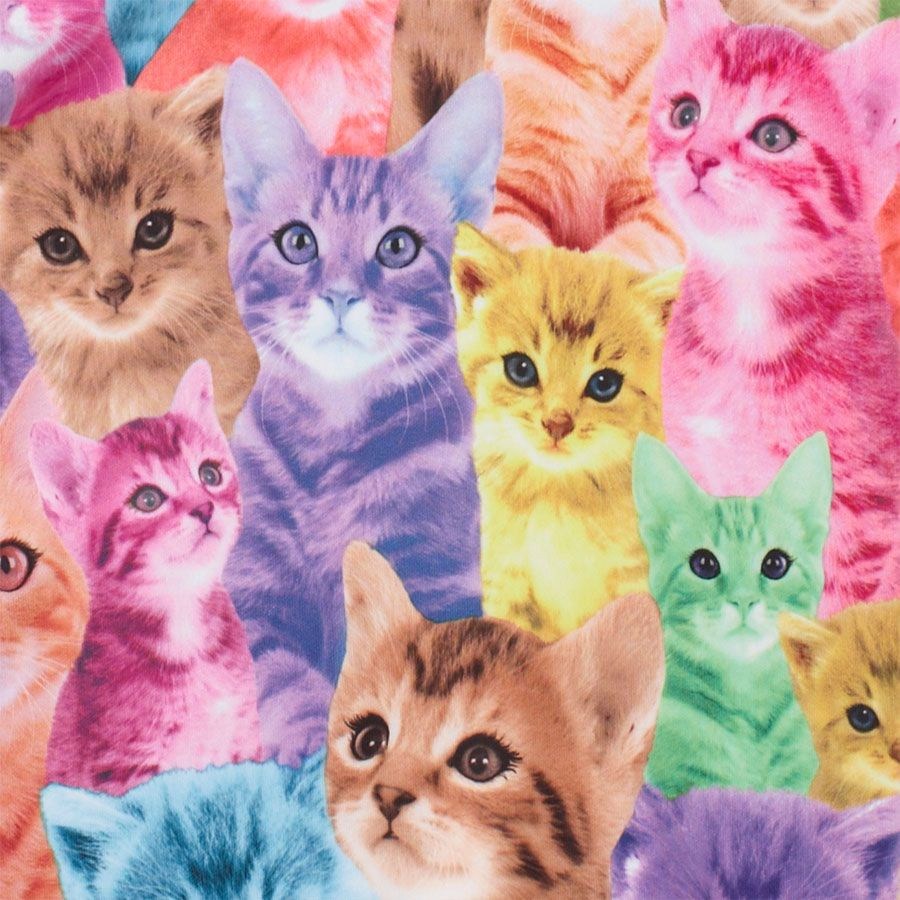Найди киса. Разноцветные котята. Разноцветная кошка. Милые котики разноцветные. Радужные котята.