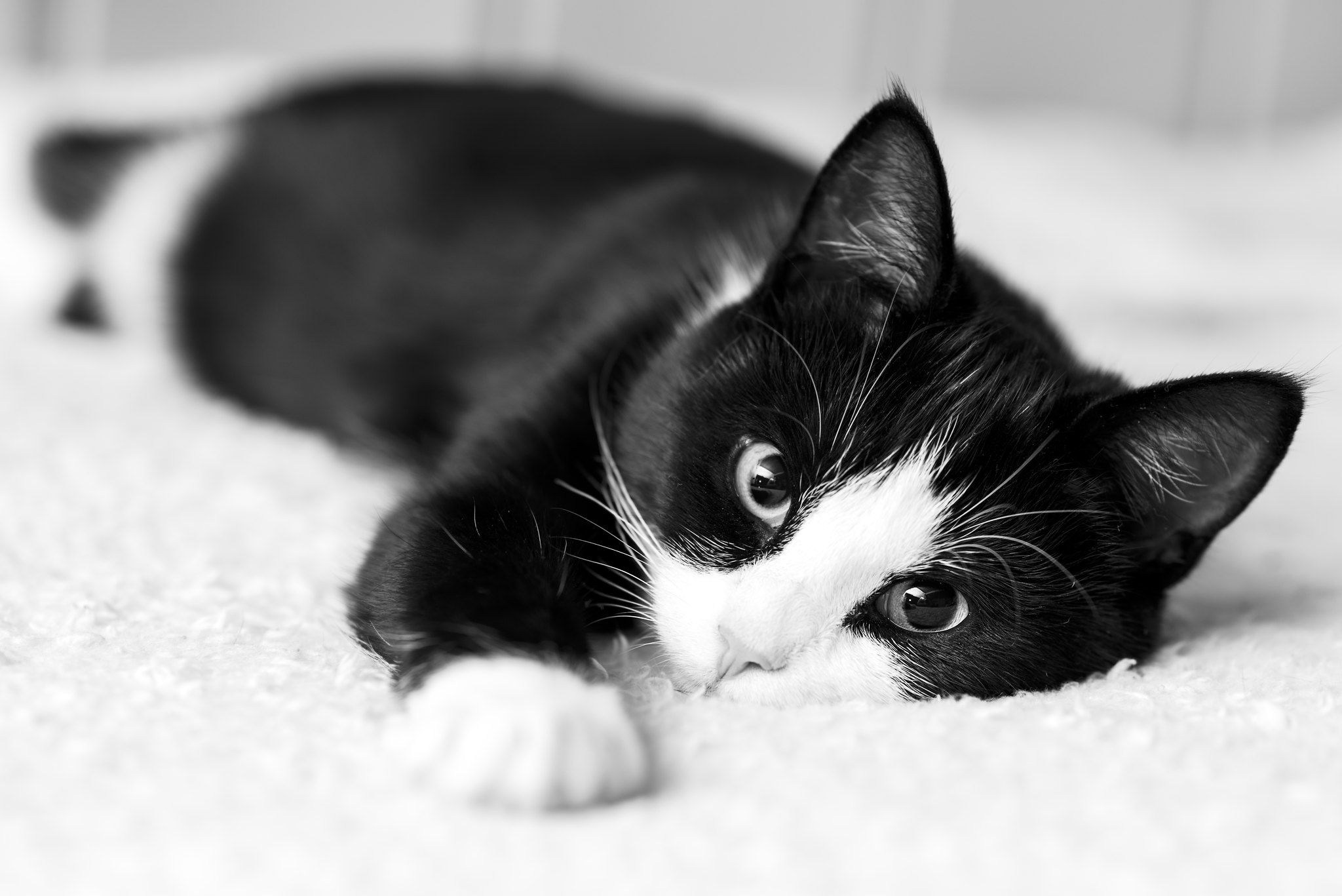 Черно белые котики. Котенок черно-белый. Черно белая кошка. Котик черно белый. Котята чёрно белые.