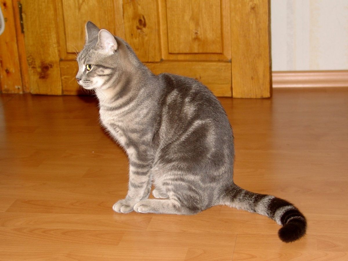 Породы кошек серого цвета с полосками
