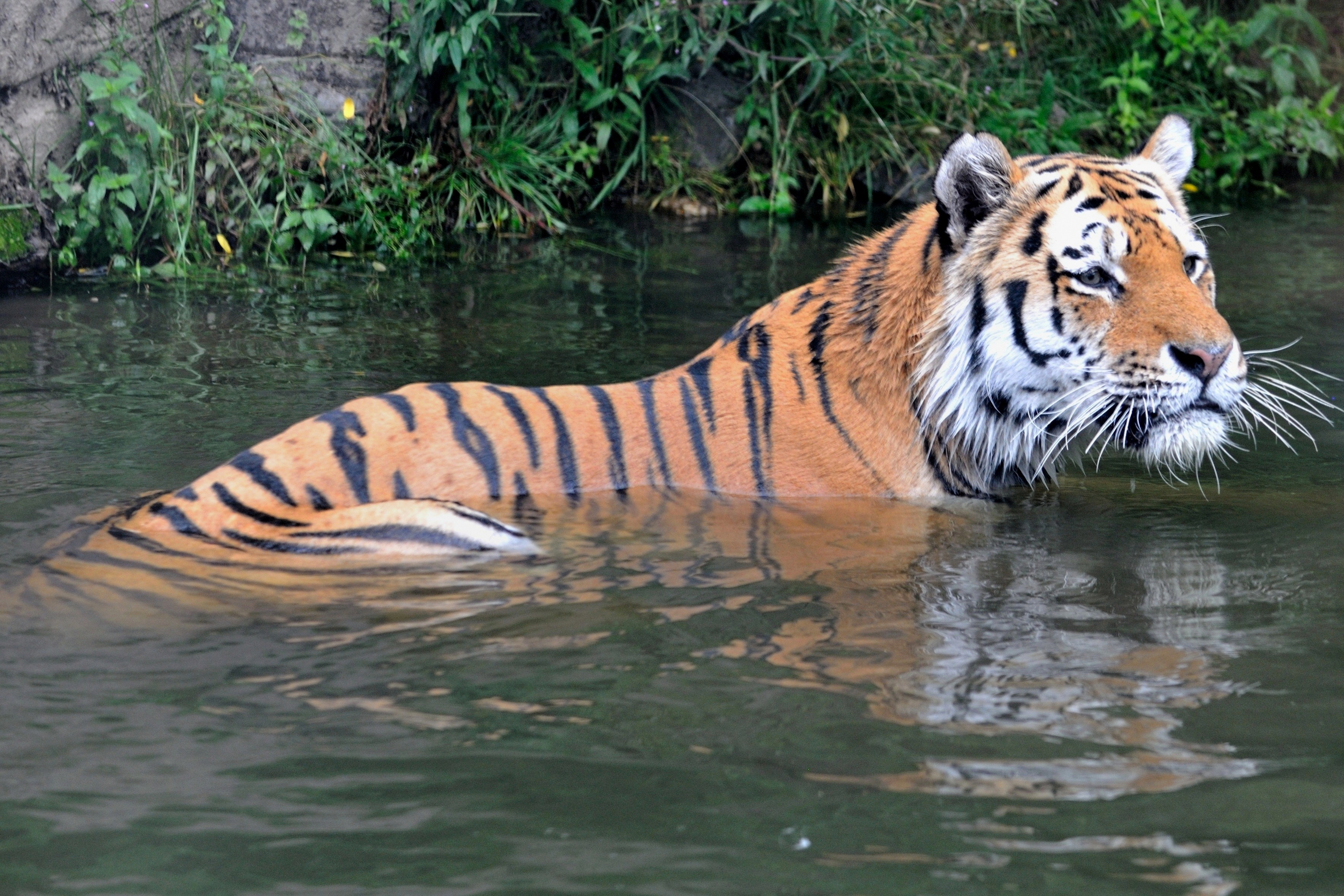 Тигр образует реку. Амурский тигр плавает. Водный тигр. Река тигр. Тигр плывет.