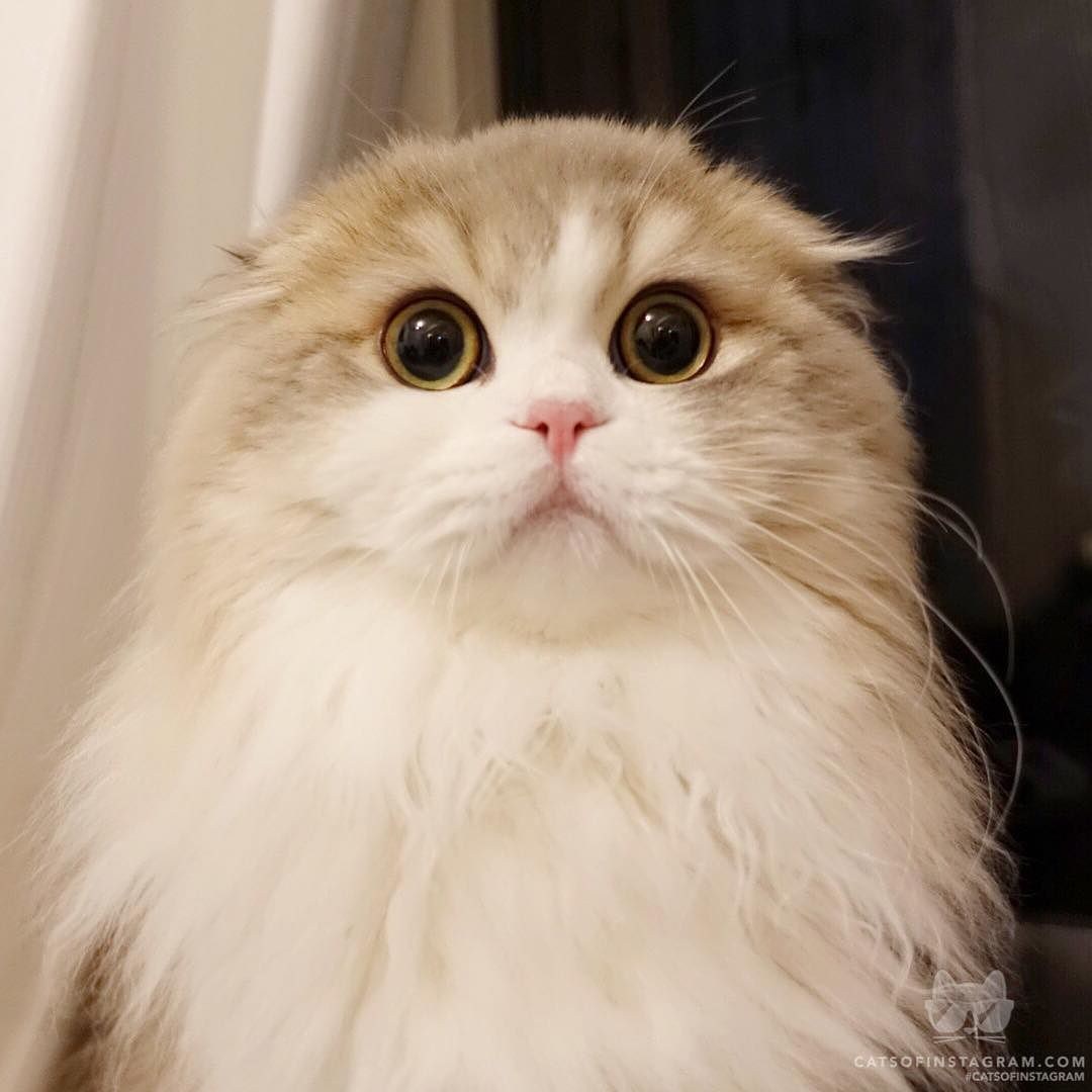 Пушистый кот с большими глазами