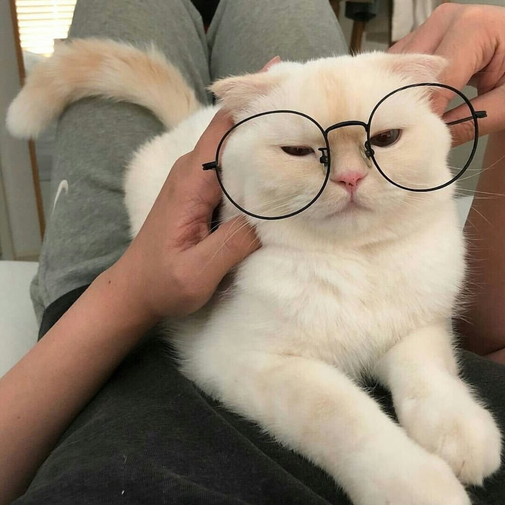 Милый котик в очках