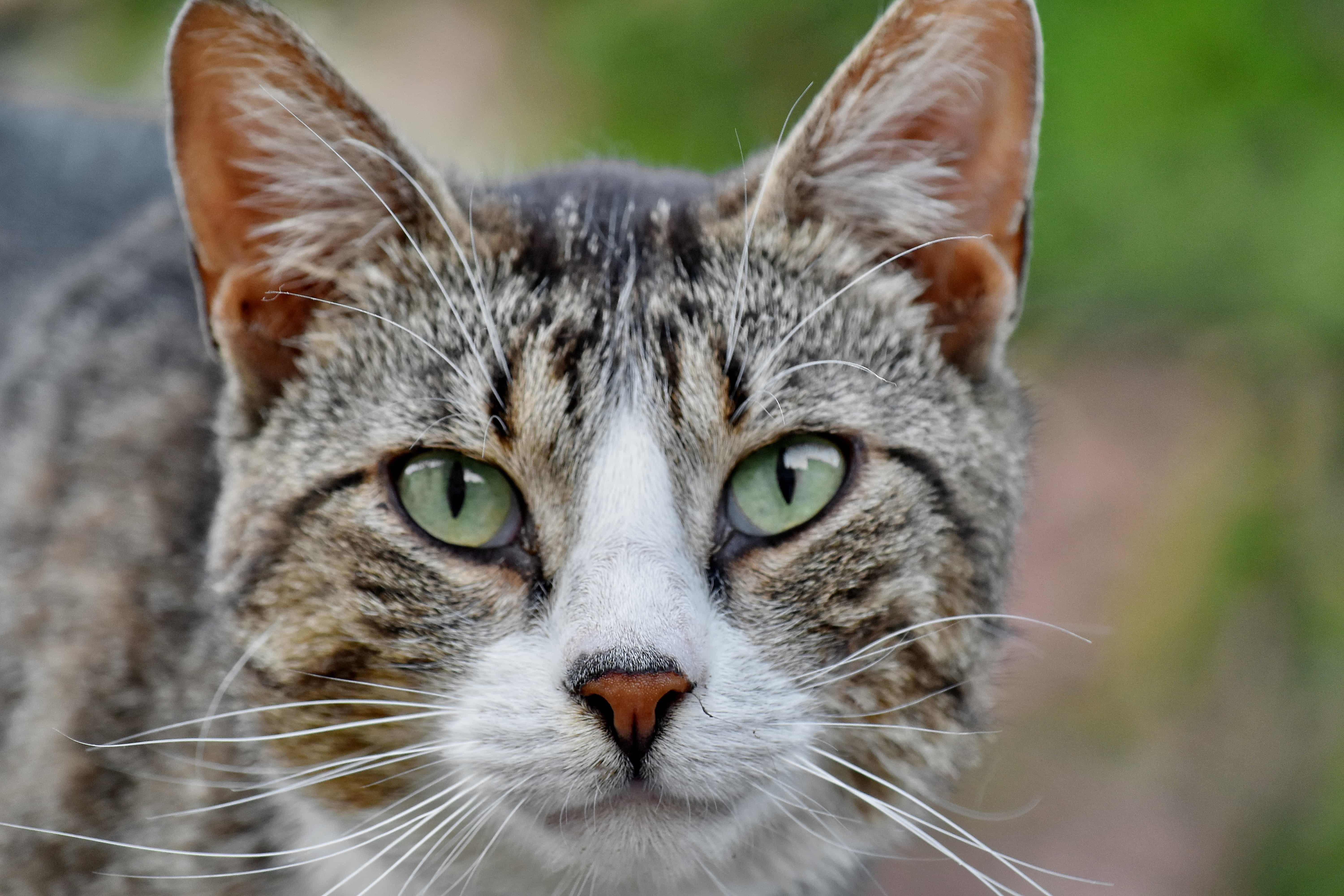 Голова кошки. Кошачья голова. Котики лбами. Голова кошки фото.