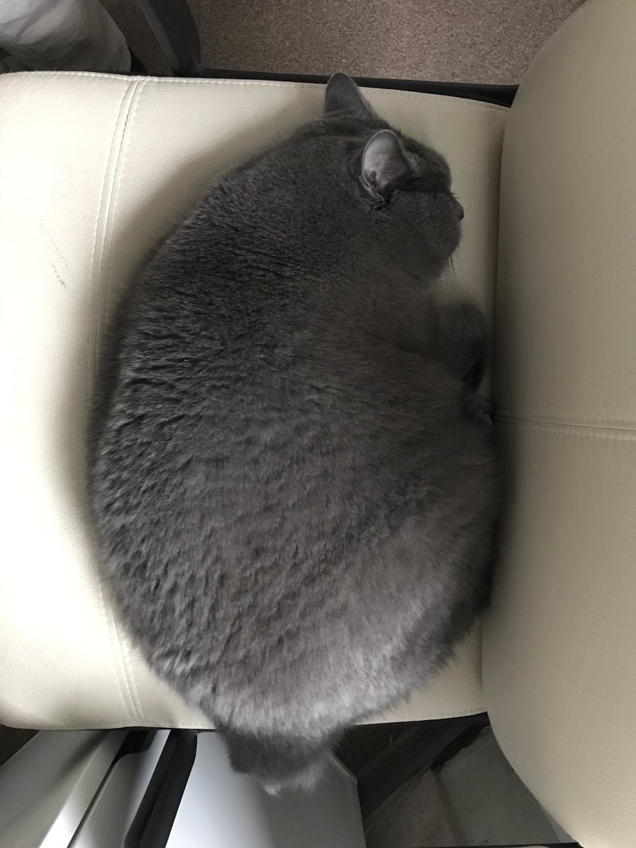 Толстый серый кот