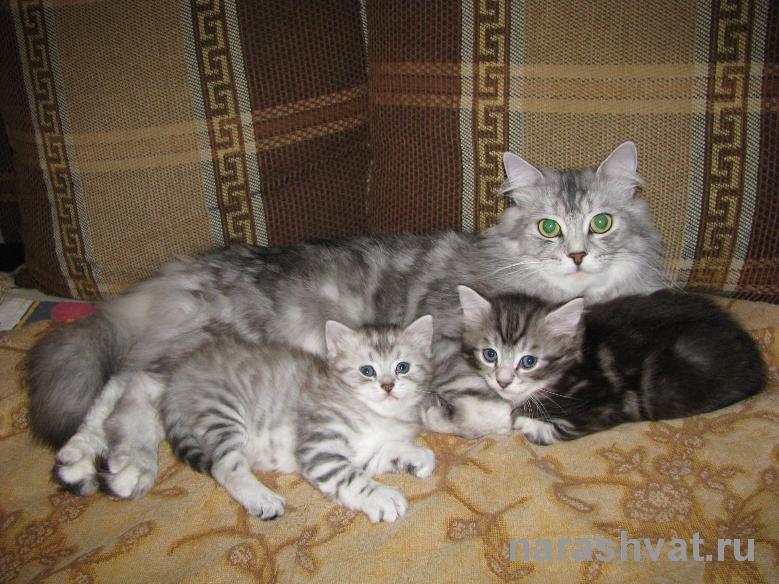 Серебристые Сибирские котята