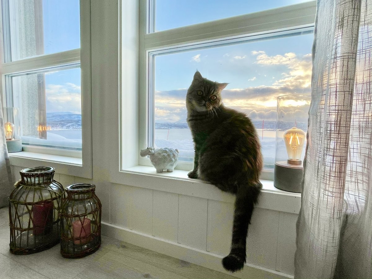 Кот ждет весну. Кот ждет. Коты ждут весну у окна. Кот ждет еду.
