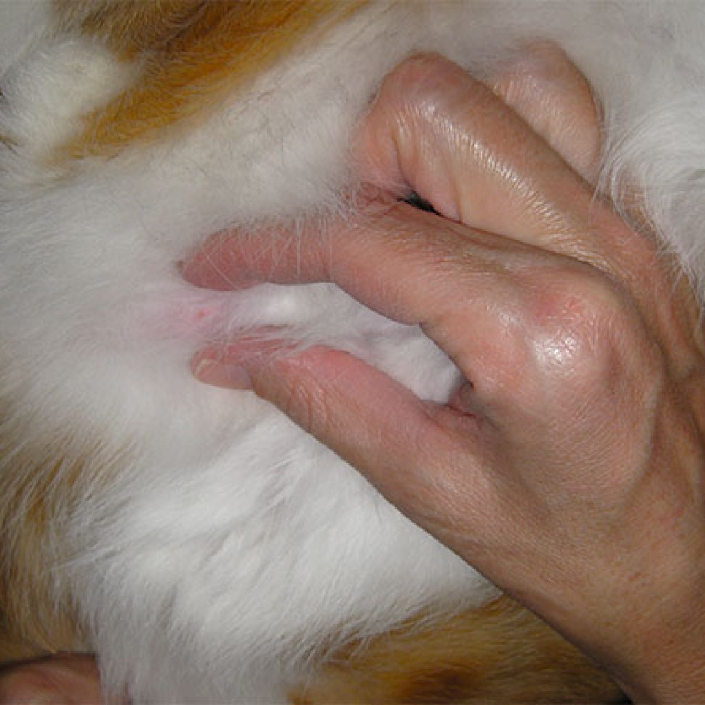 У кота на животе шишка под кожей - картинки и фото koshka.top
