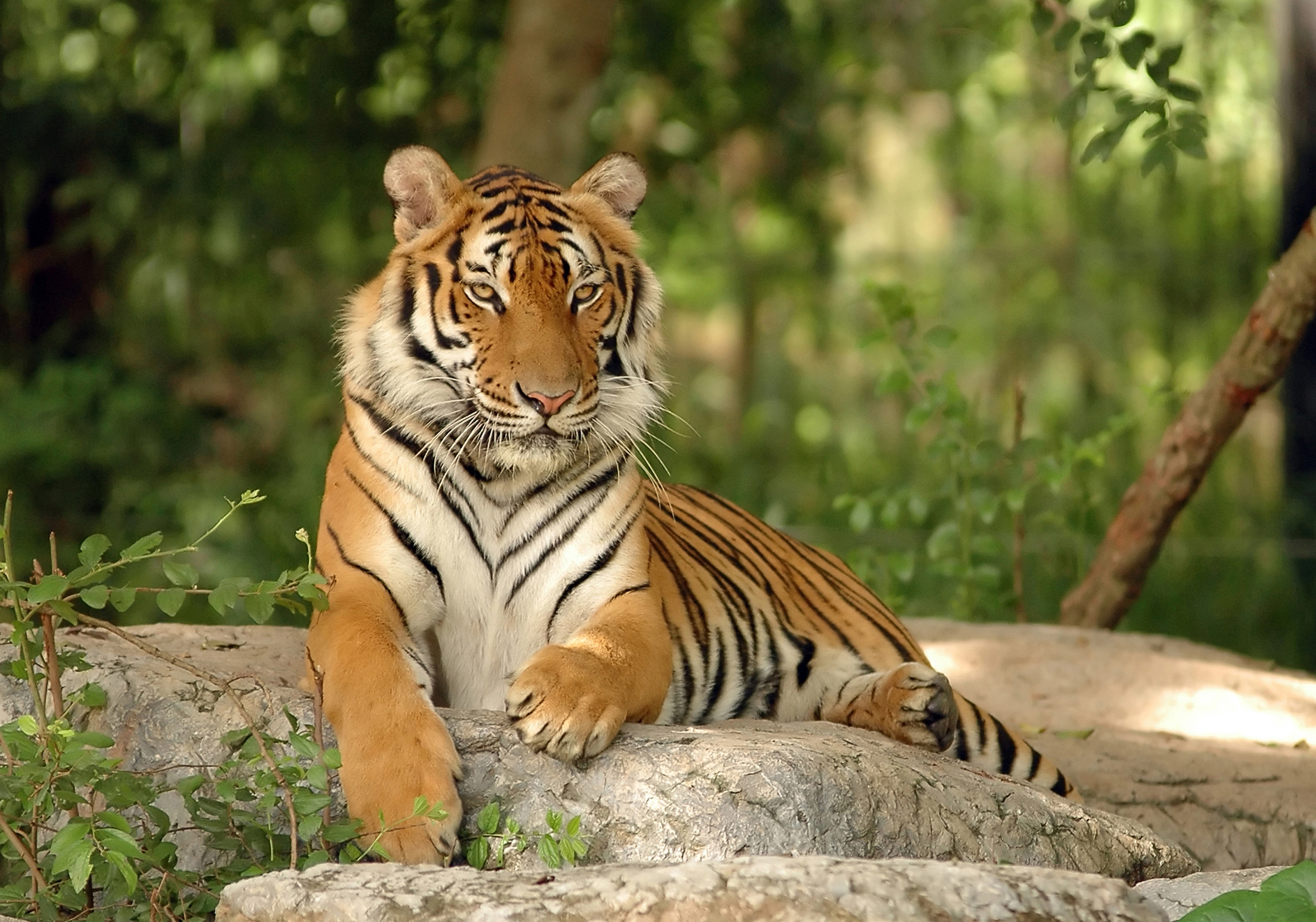 The tiger. Сенегальский тигр. Тигр в природе. Тигр обои. Фотообои с животными.