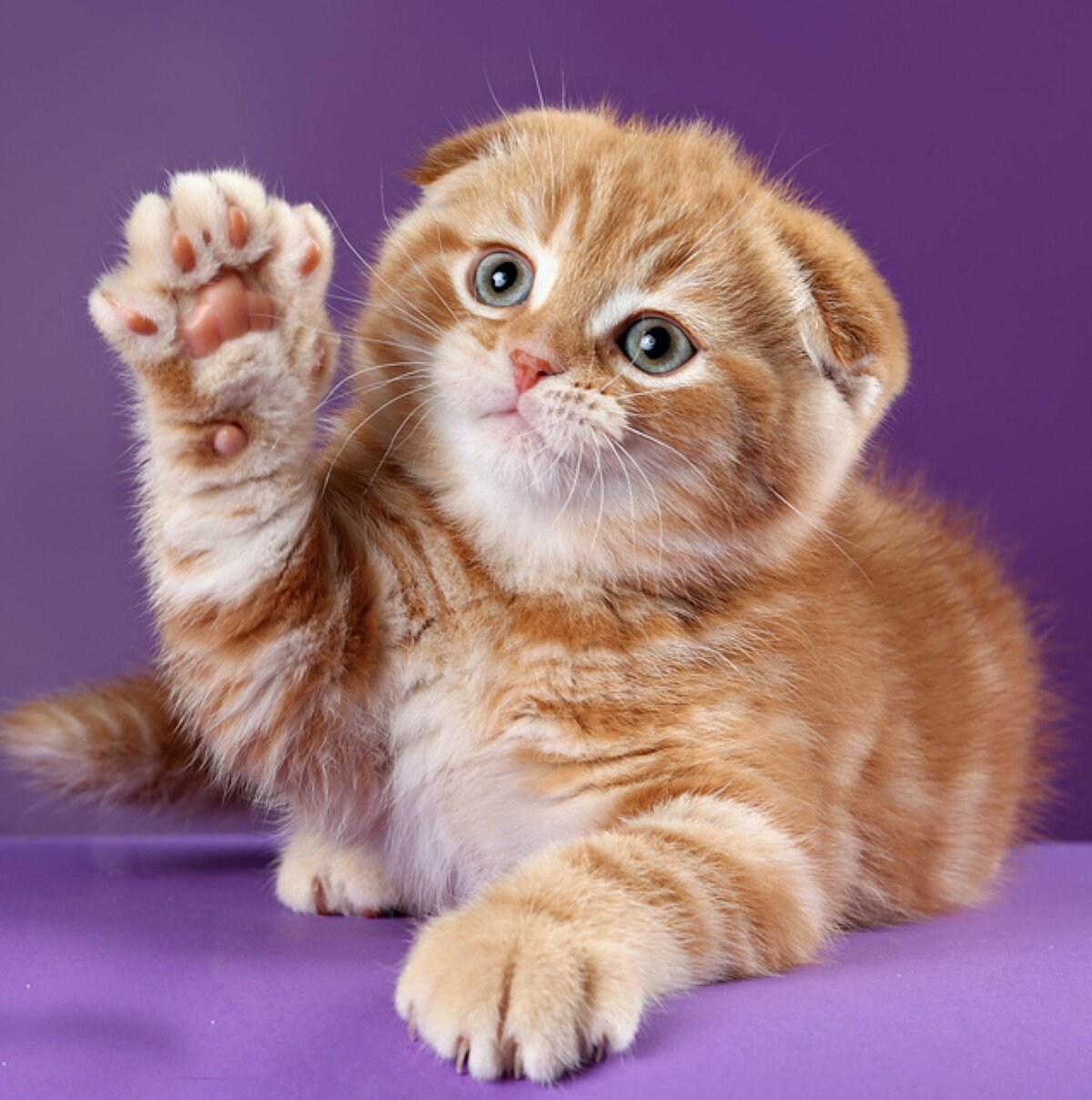 Шотландская вислоухая котята рыжие - картинки и фото koshka.top