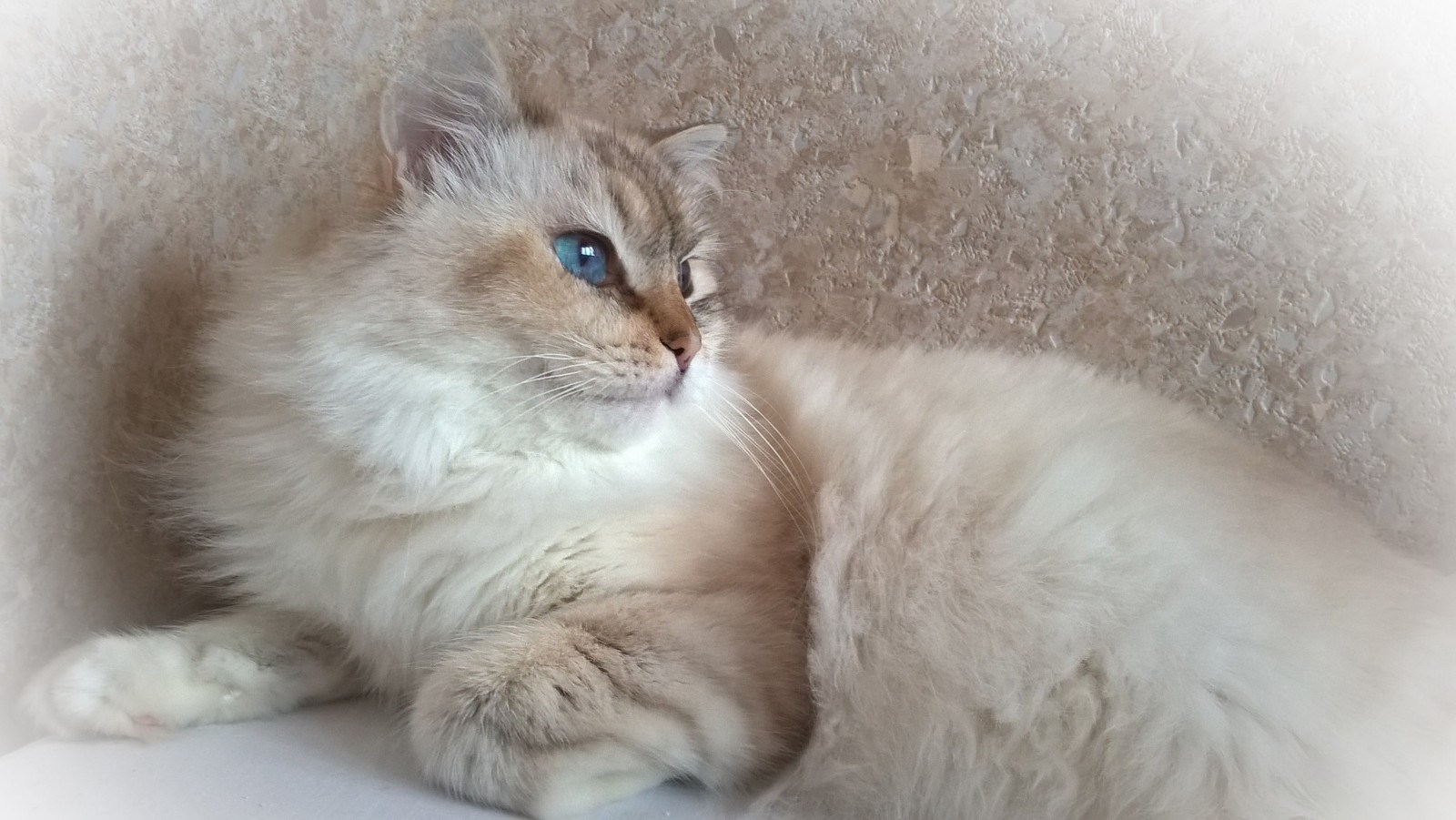 Фото белой длинношерстной кошки с разрешением публикации