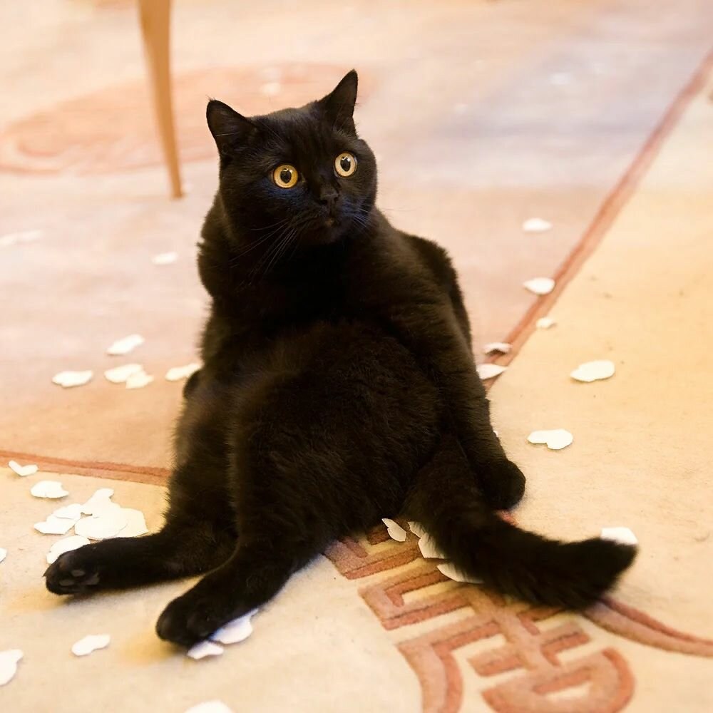 Человек никогда не будет доволен. Черный кот Котоматрица. Смешные черные коты. Черный кот прикол. А то что Васенька ушибся картинка.