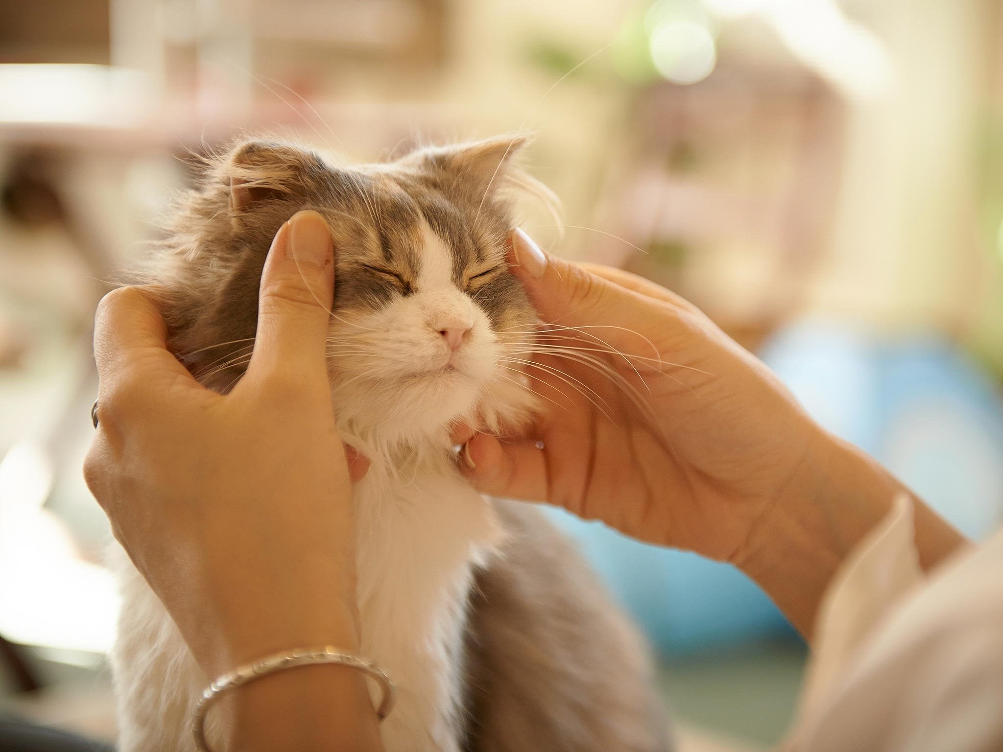 Включи кота который делает. Массаж котики. Массаж коту. Кот массажирует. Массаж для котят.