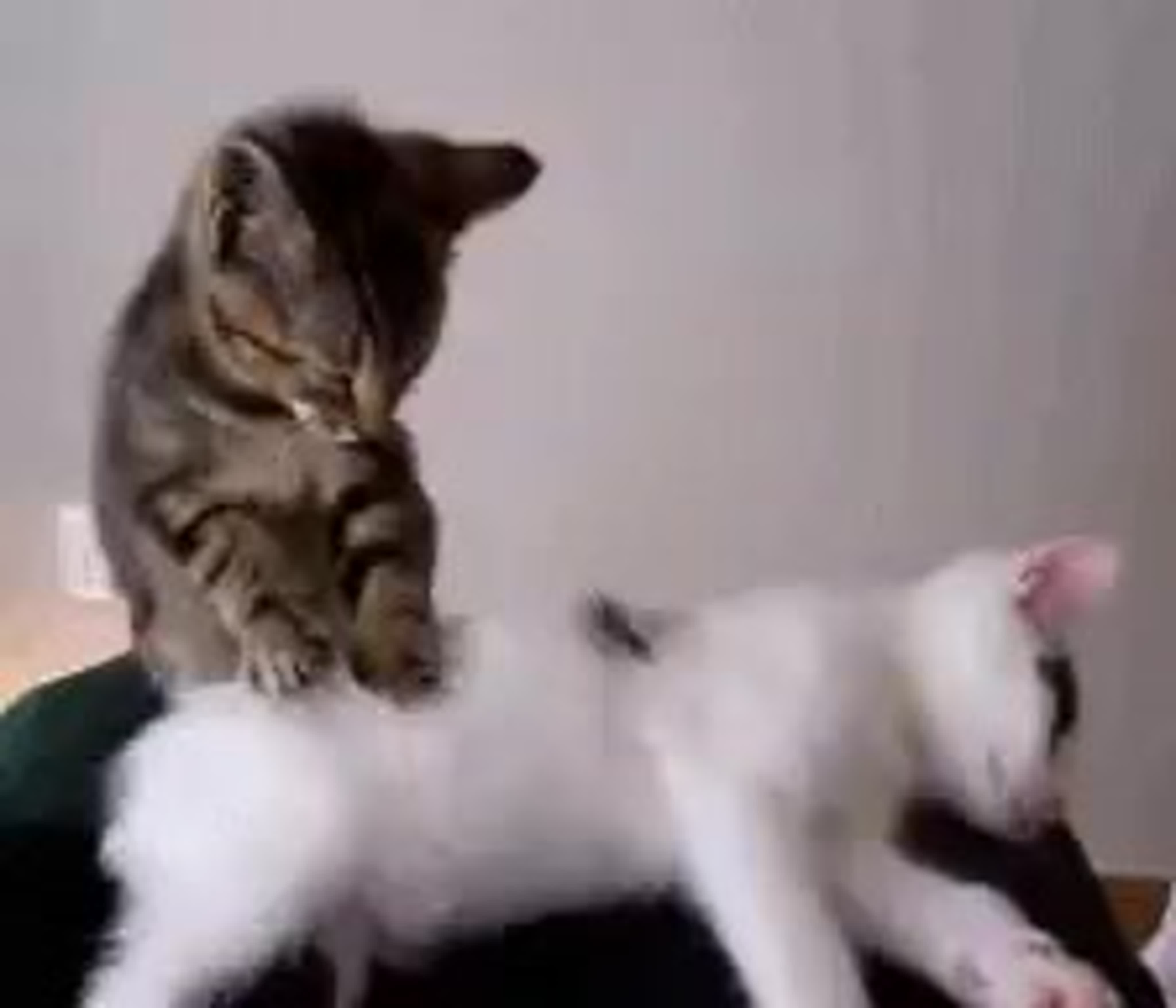 Кошачий массаж gif