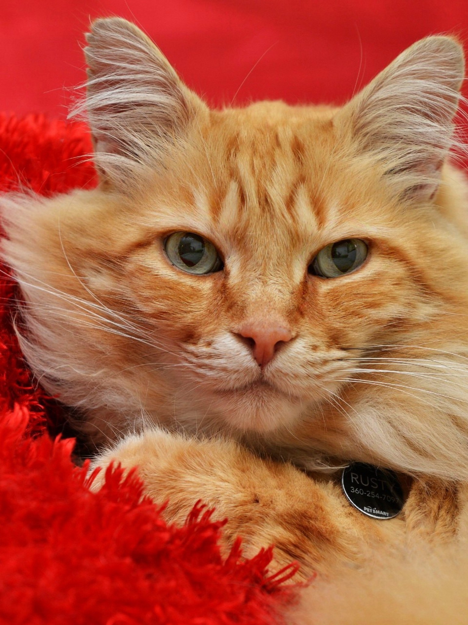 Red cat папа. Рыжая кошка. Красный котик. Рыжий котик. Рыже красные кошки.