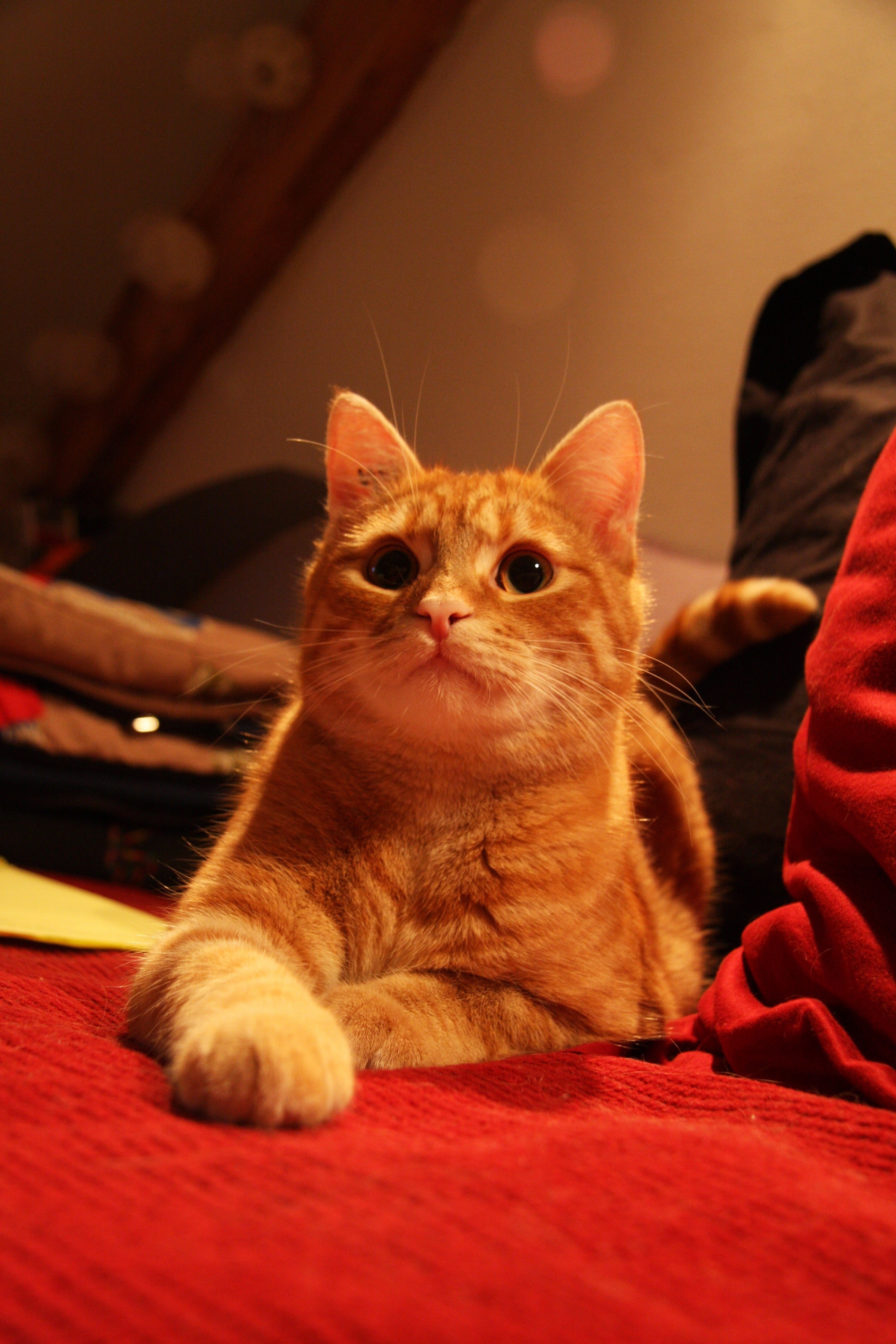 Red cat папа. Красный кот. Красный котенок. Красный табби кот. Рыже красные коты.