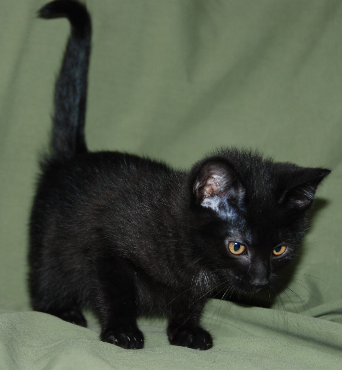 Табби котята чёрный дымчатый
