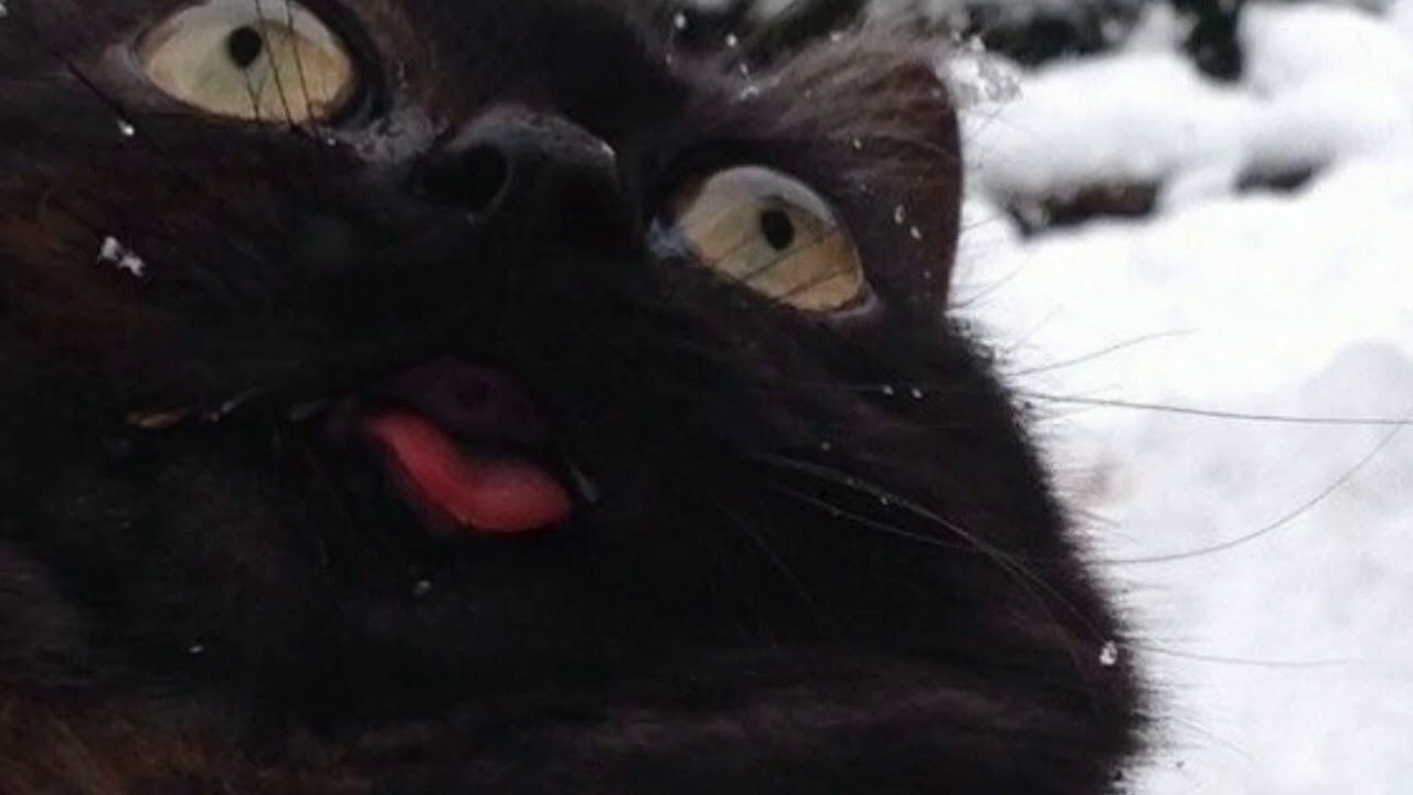 Black cat meme. Упоротые черные коты. Черный кот Мем. Черная всратая кошка. Черный кот зима новый год.