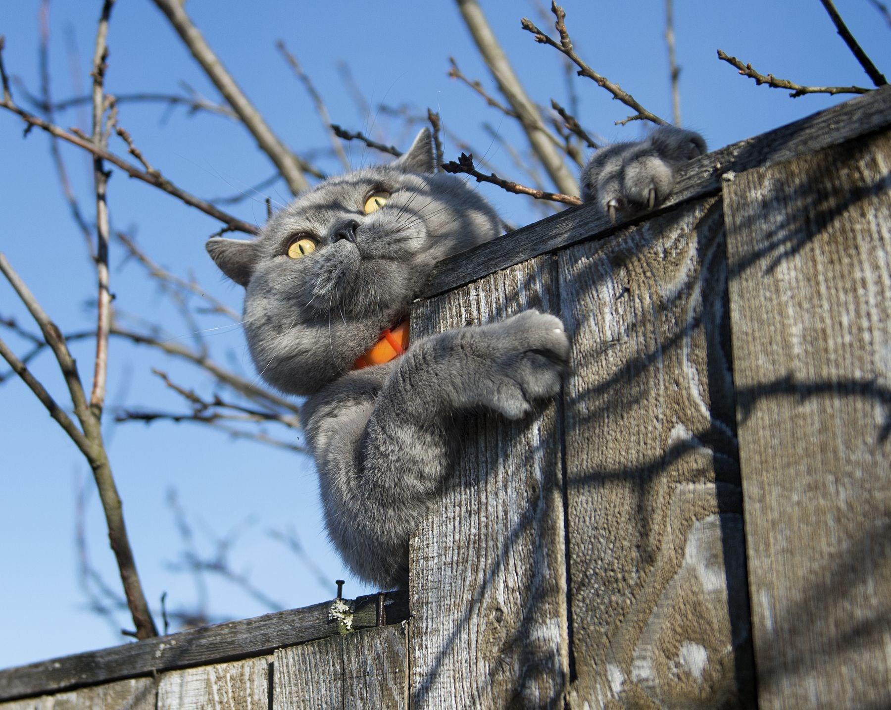 Давайте ждать весну. Коты весной. Мартовский кот на заборе. Серый кот на заборе.
