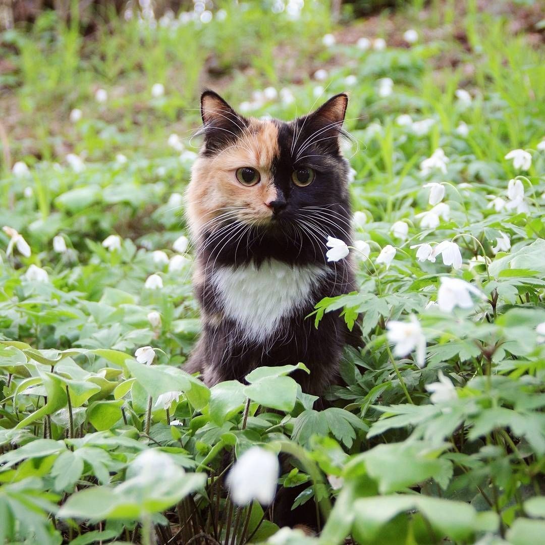 Кошка на природе