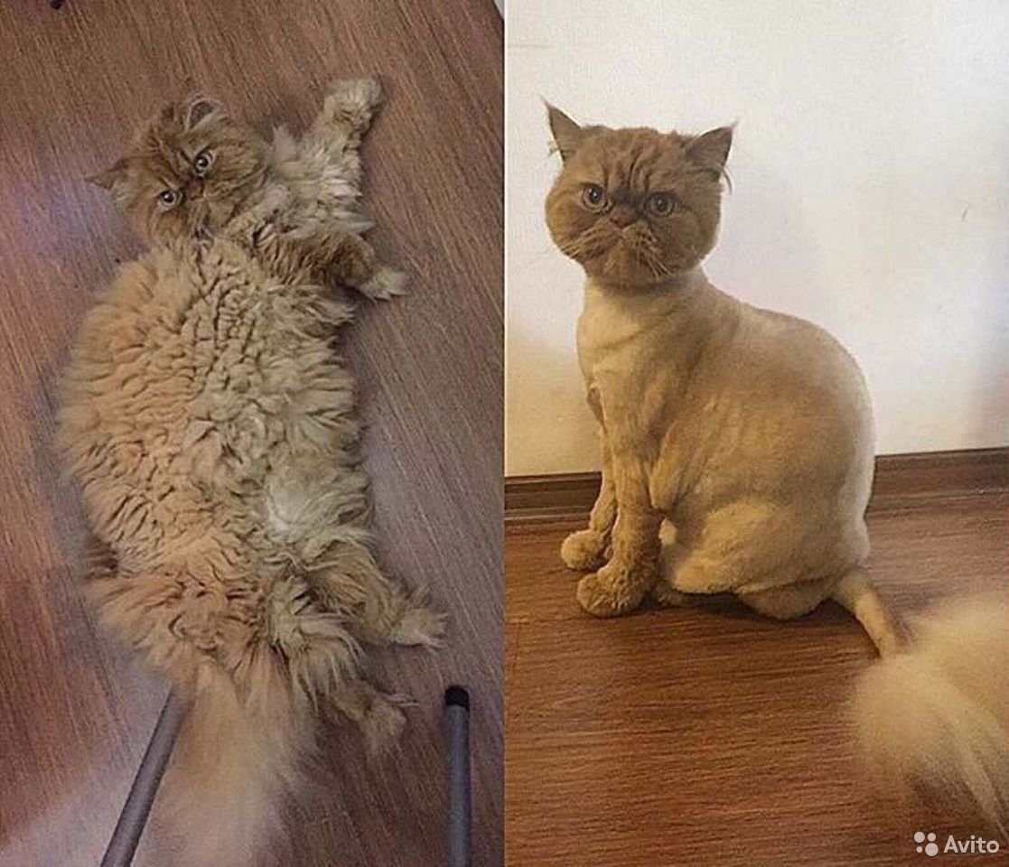 Стриженные кошки до и после - картинки и фото koshka.top